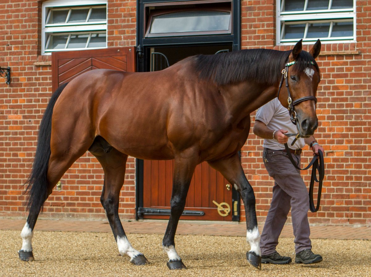 Лошадь породы Франкель