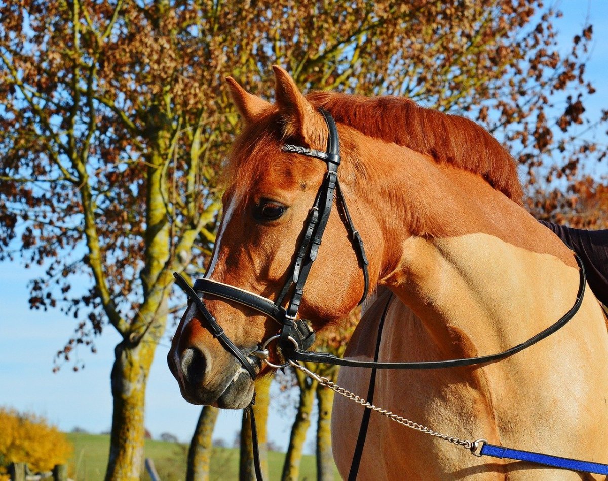 Обуздать коня