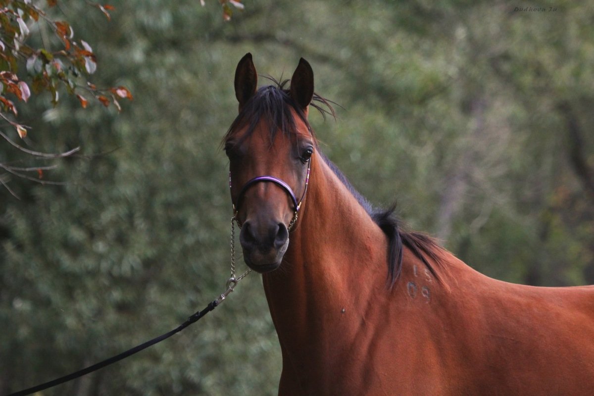 Забота о лошади