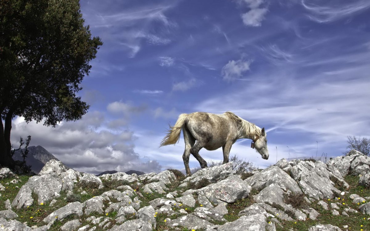 Лошади в горах