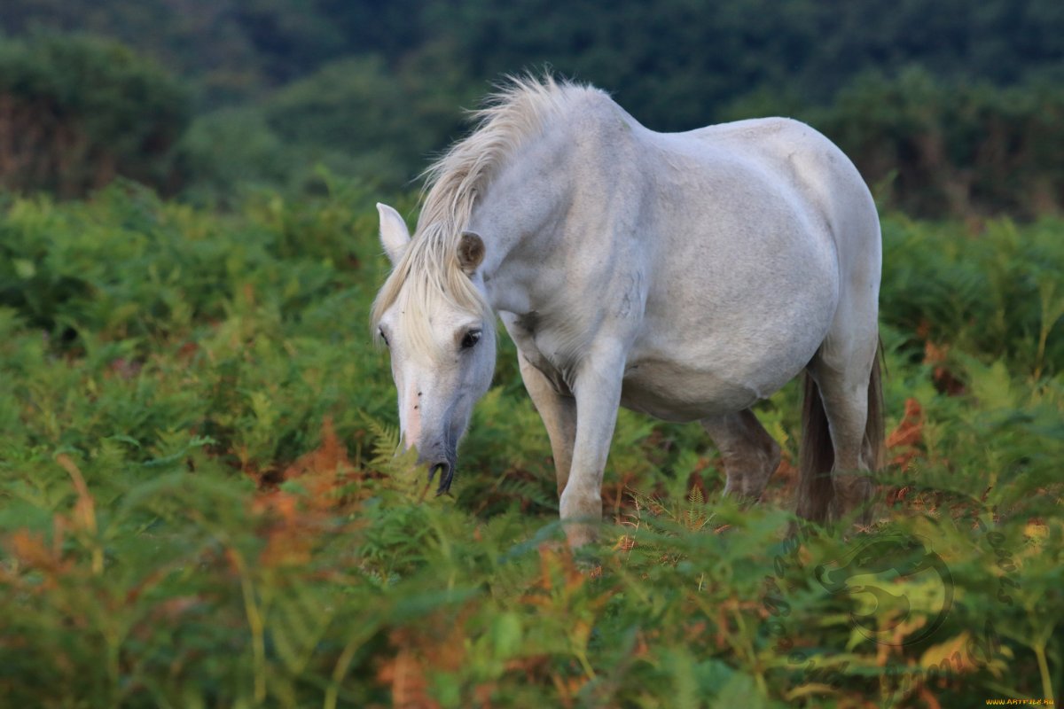 Животный мир лошади крупно