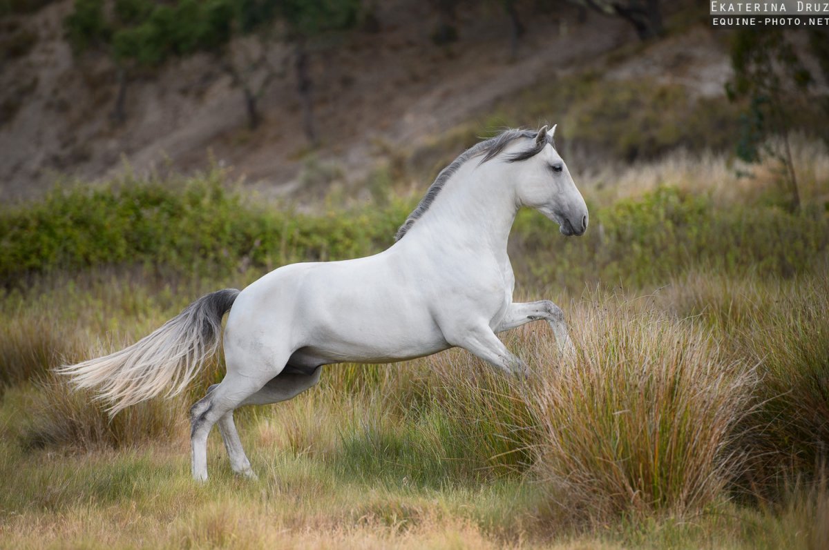 Андалузская лошадь белая