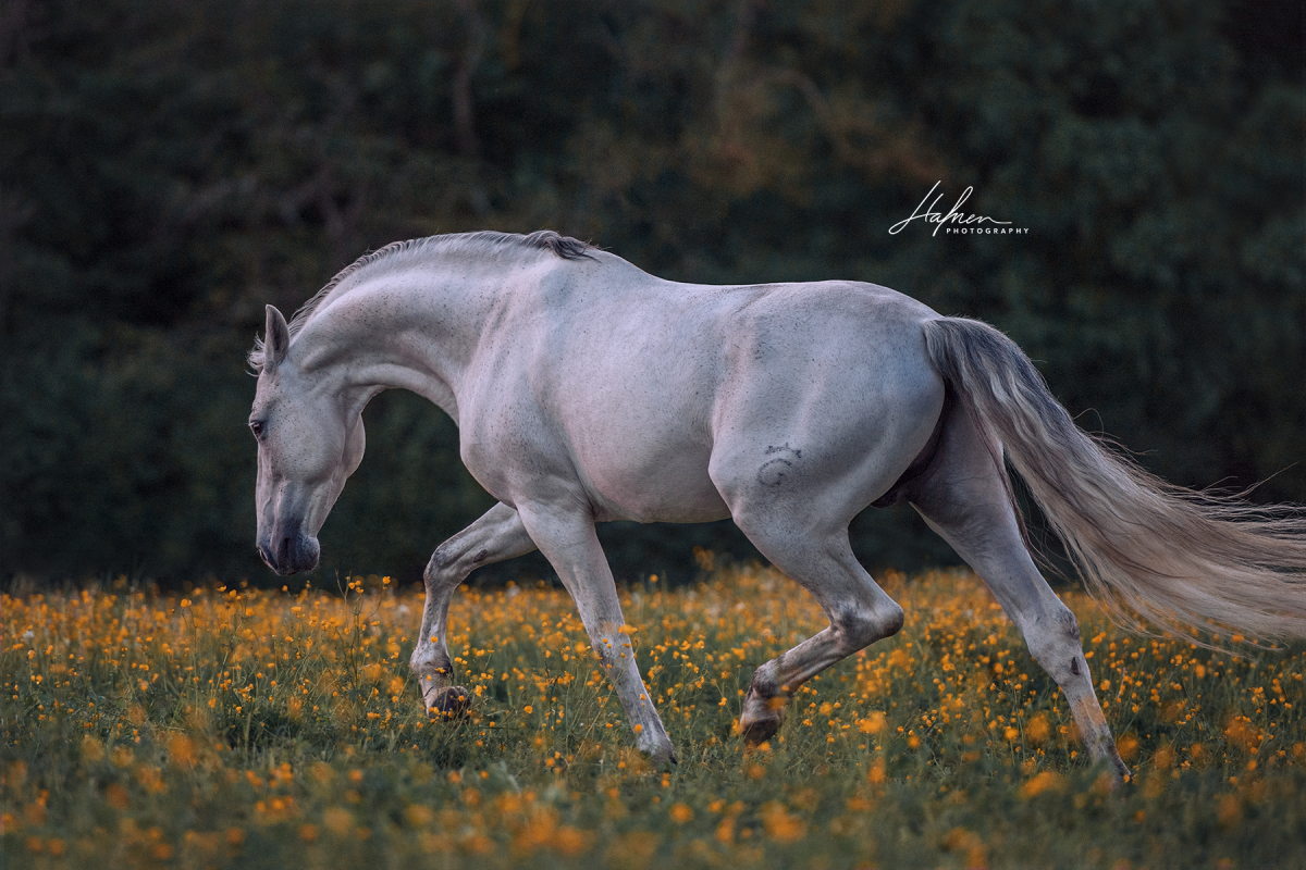 Андалузская лошадь светло серая