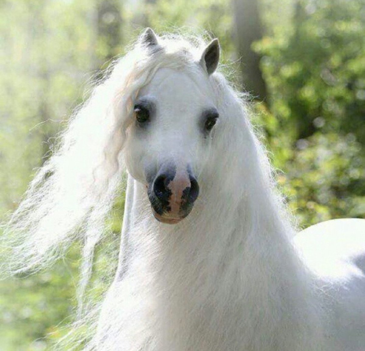 Хорс Хевен породы