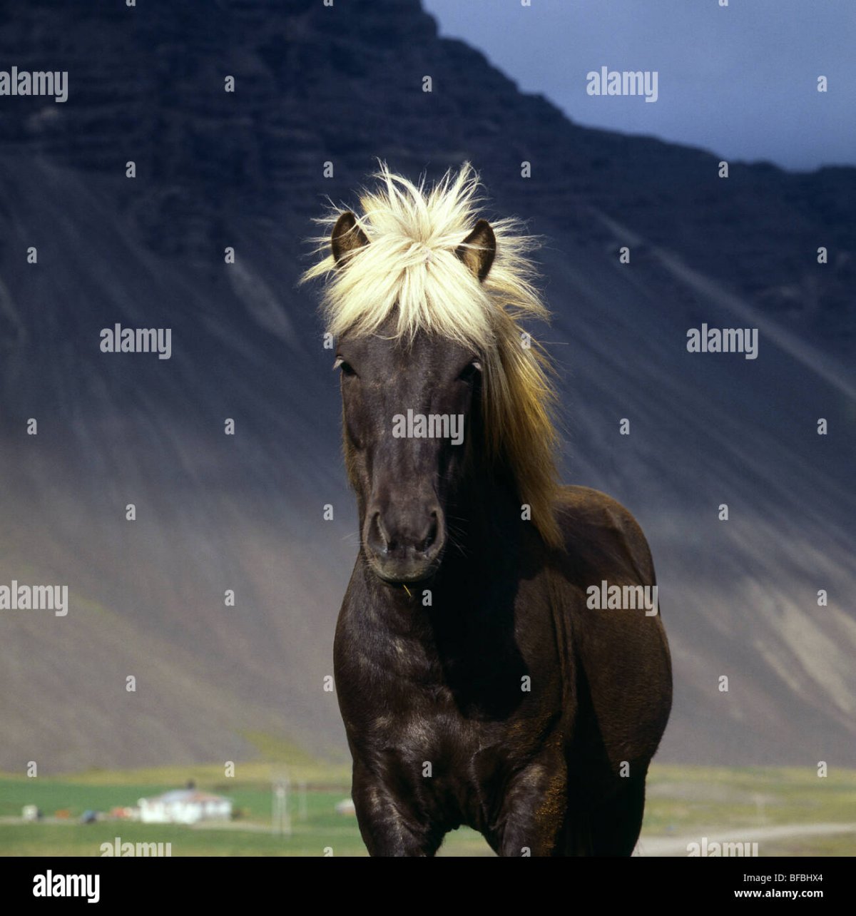 Вороная масть лошади