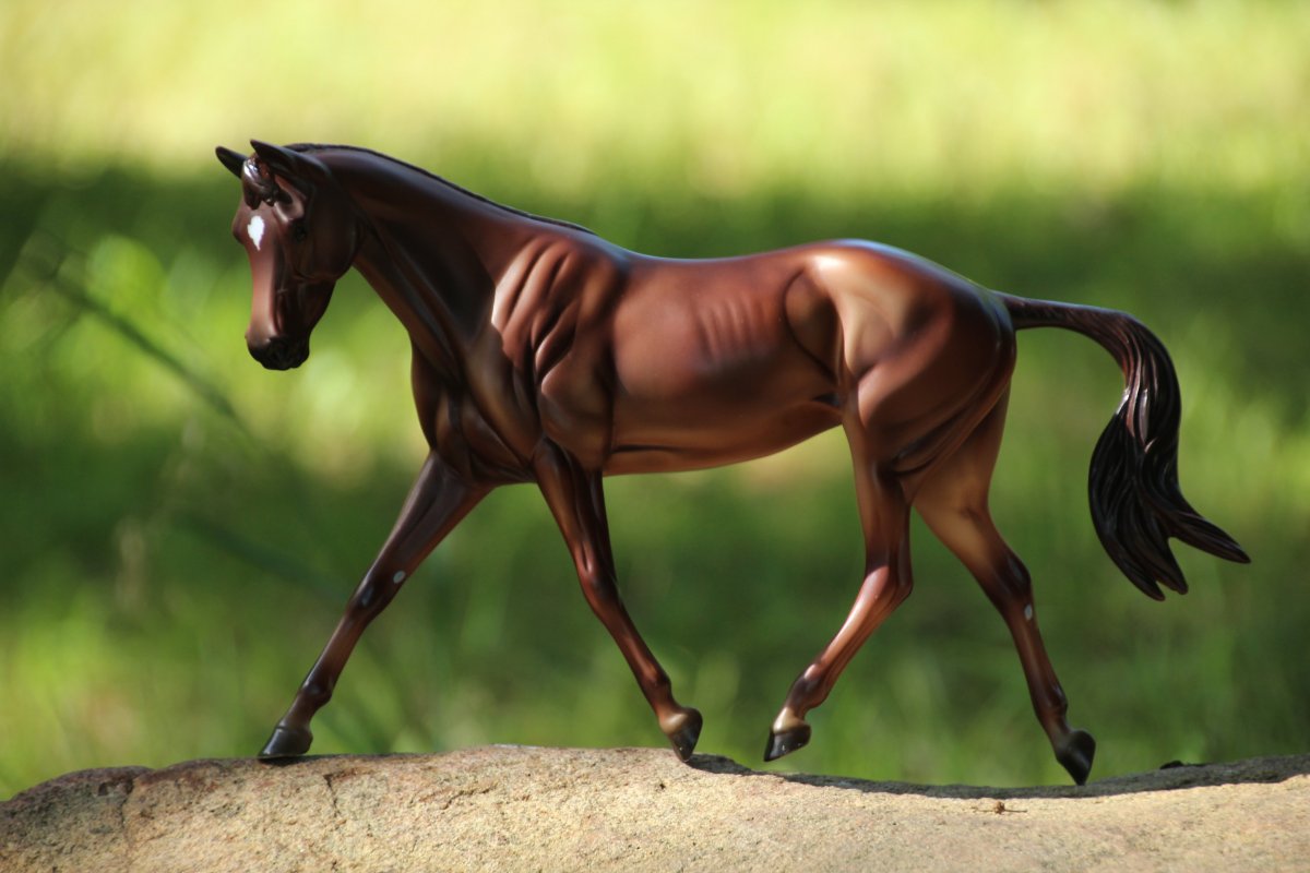 Брейер на природе