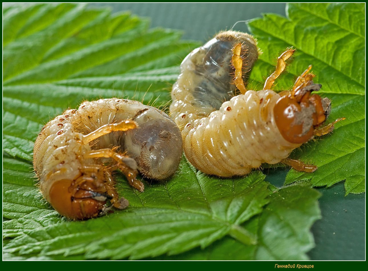 Личинка жука картинка. Личинка хруща майского. Хрущ личинка майского жука. Личинка майского жука и медведки.