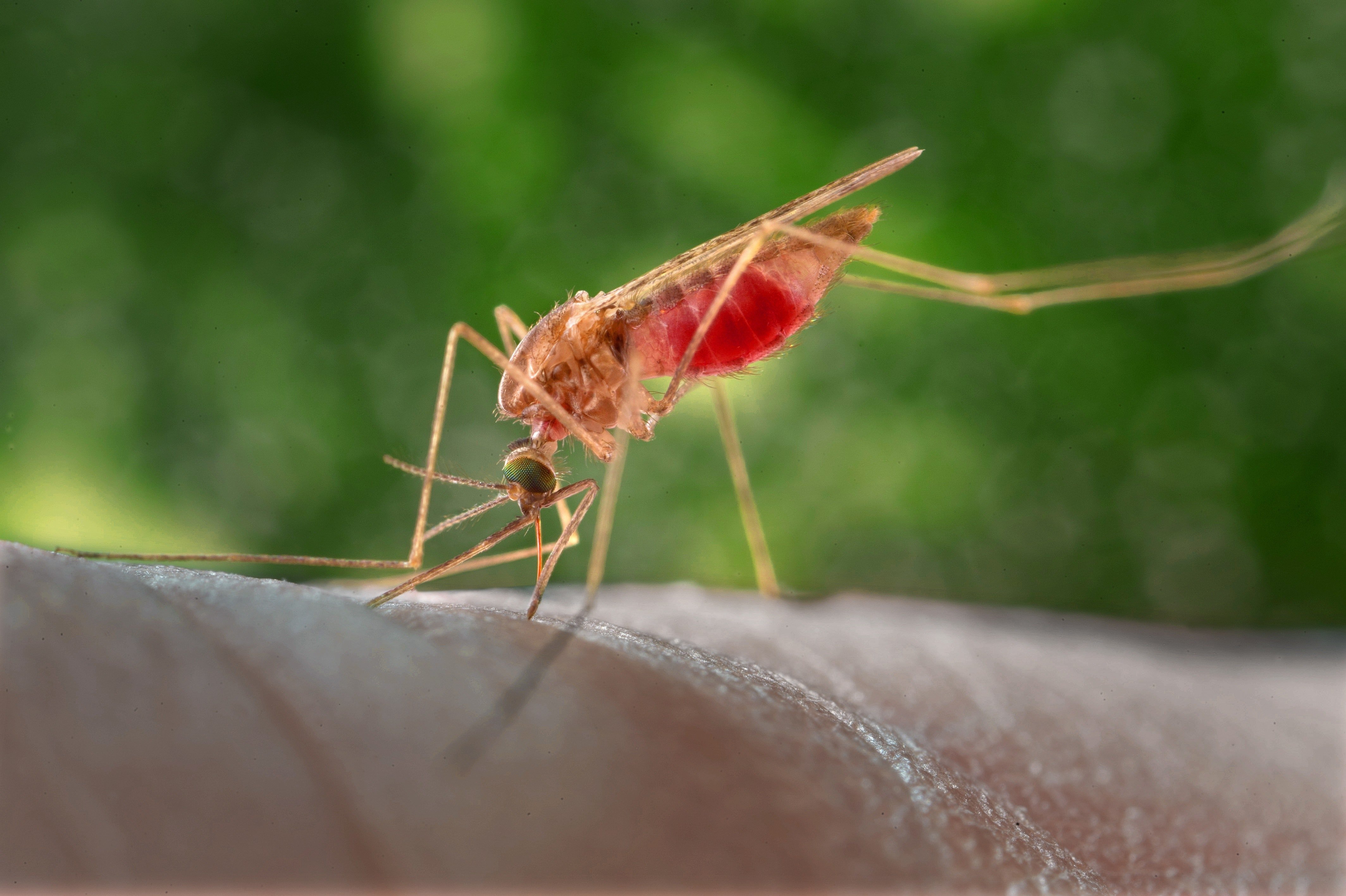 Малярия симптомы фото