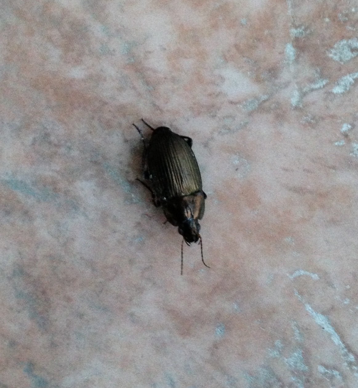 Черный жук похожий на таракана. Таракан черный (Blatta orientalis). Черный Жук НАСЕКОМУС. Жук ХРУЩЕВИК черный малый. Жук Прусак черный.