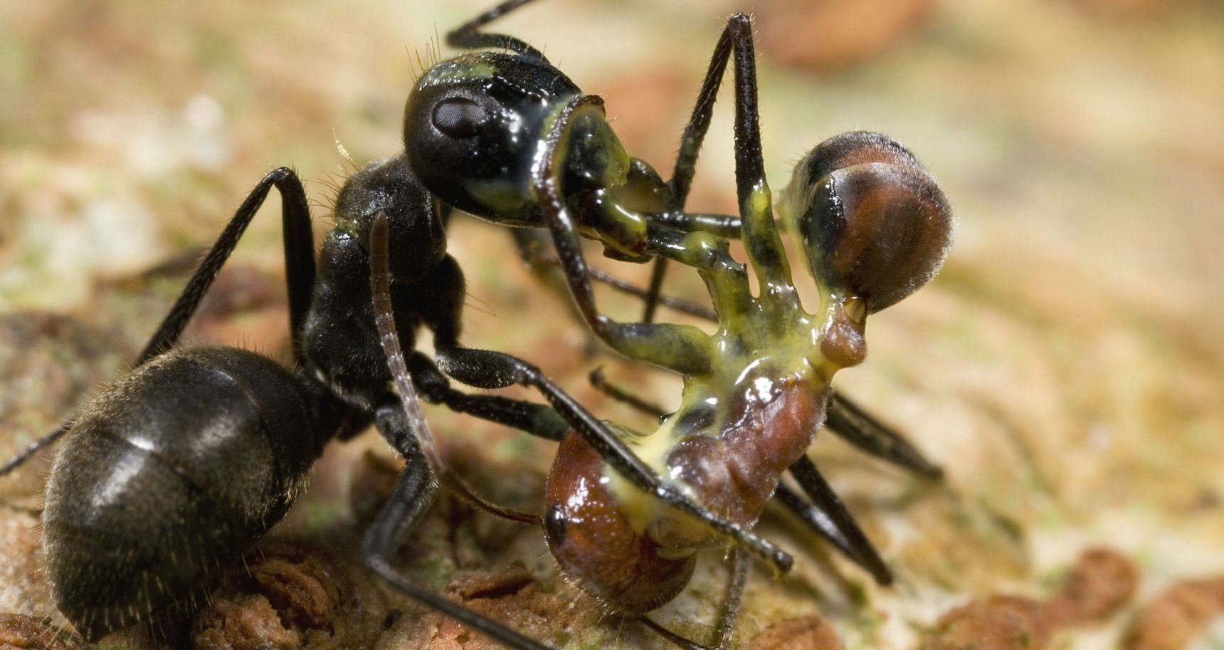 Название армейского муравья. Малайзийский муравей-камикадзе Camponotus saundersi. Кампонотус Гигас. Муравей Camponotus Gigas. Взрывающиеся муравьи.