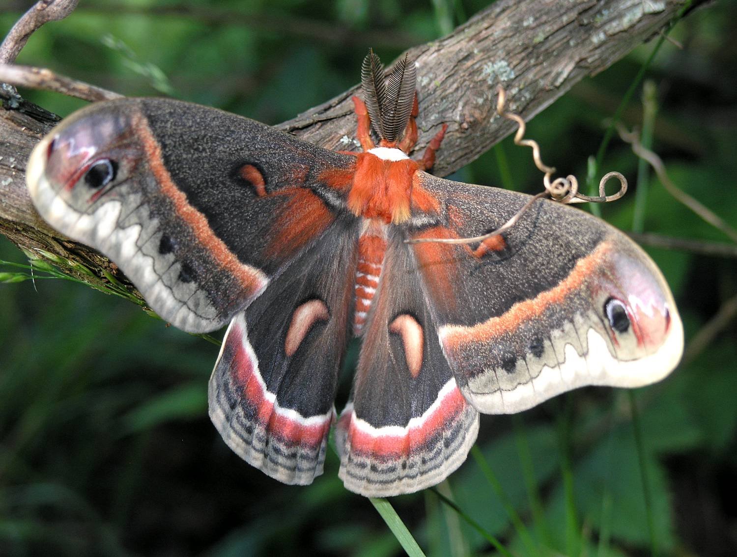 Большая разновидность. Hyalophora Cecropia гусеница. Цекропия бабочка. Гиалофора кекропия. Глазчатый шелкопряд.