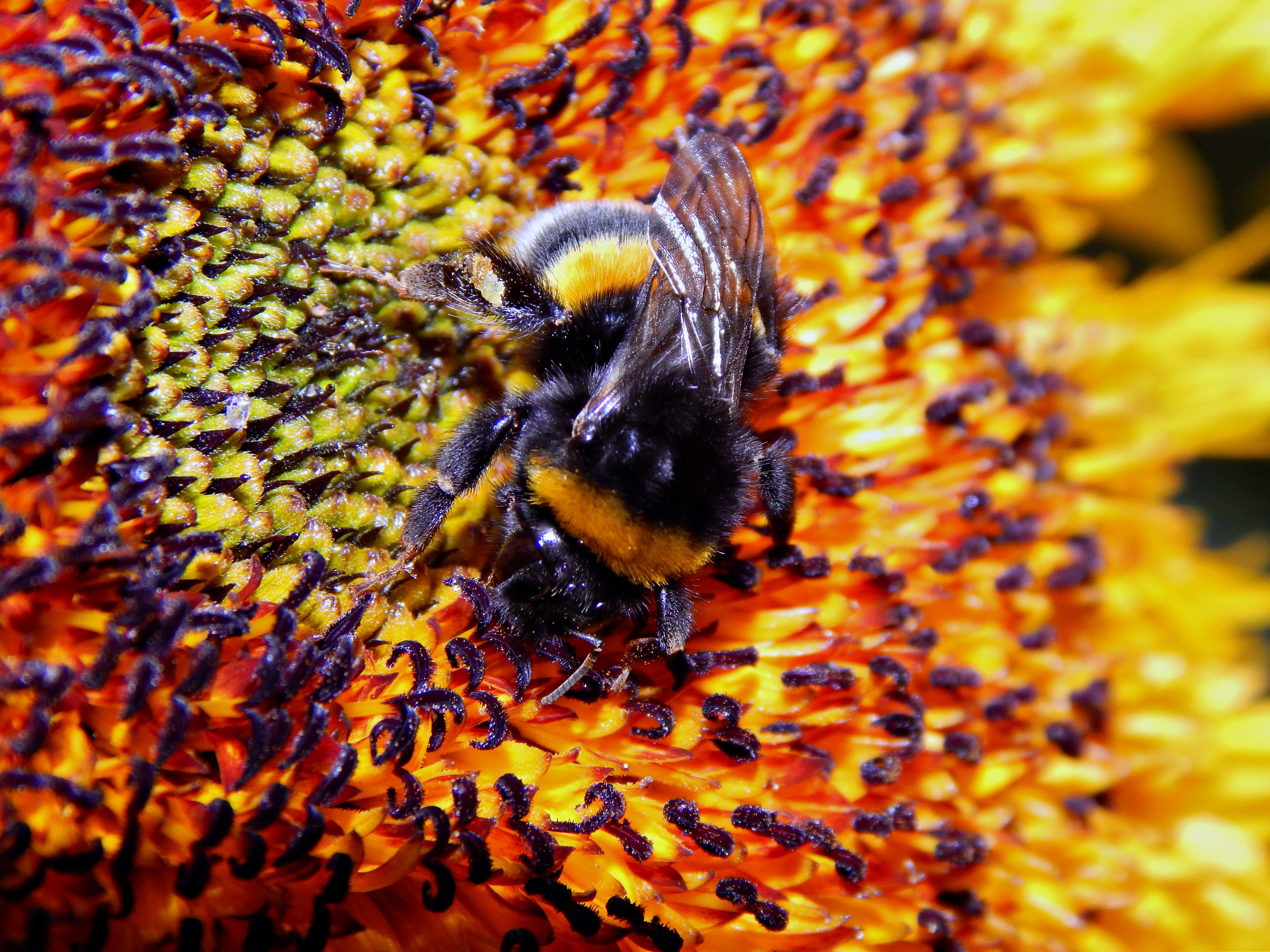 Покажи пыльцу. Шмель. Жёлто-оранжевая пчела. Шмель насекомое. Пыльца подсолнуха.