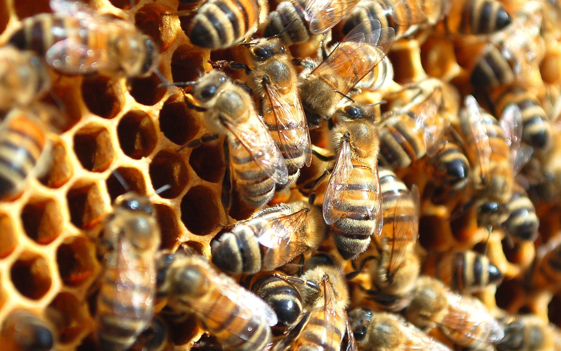 Пчелиная семья. Медоносная пчела пчелиная семья. Пчелопакеты Бакфаст.