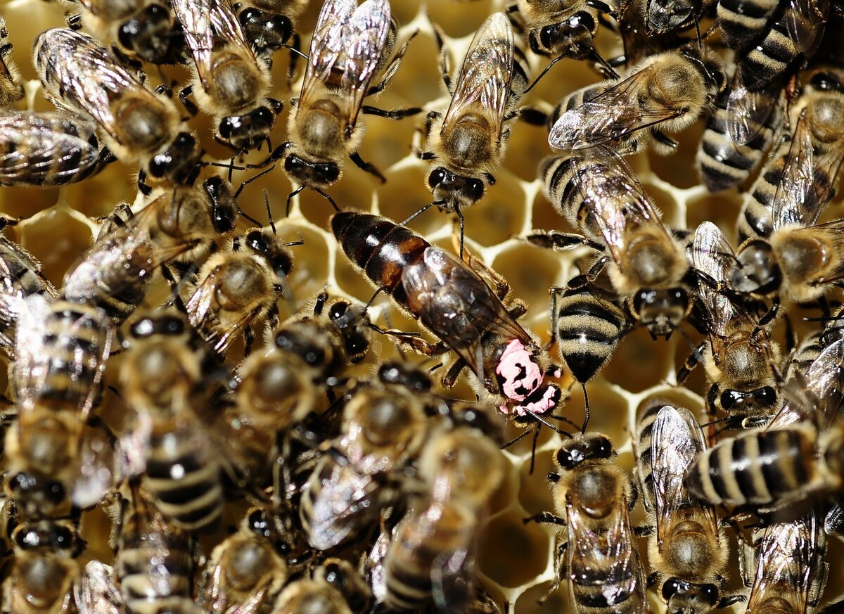 Как можно стать пчелой. Общественные насекомые (муравьи, пчёлы, термиты). Пчелы общественные насекомые. Много пчел. Матка пчелы.