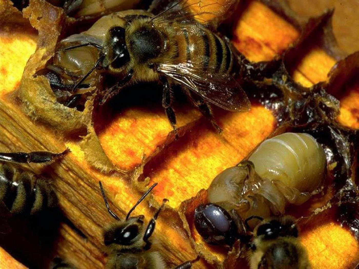 Хвойным пчел. Отряд перепончатые: пчелиная матка. Матка пчелы. Пчела откладывает личинки в улей.