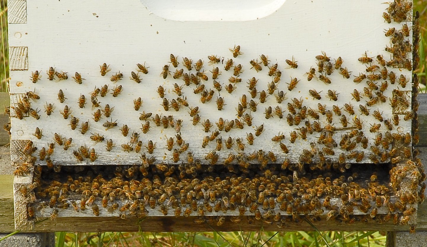 Жизнь домашних пчел. Пчеловодство. Роение пчел.. Медоносные пчелы Рой. Медоносные пчёлы ульи. Роение пчел в улье.