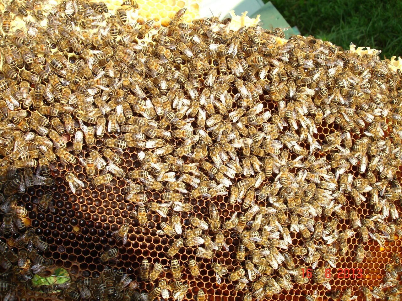Какие пчелы превращают нектар в мед. Гурийская пчеломатка. Пчелиная матка. Матка пчелы. Кубанская порода пчел.