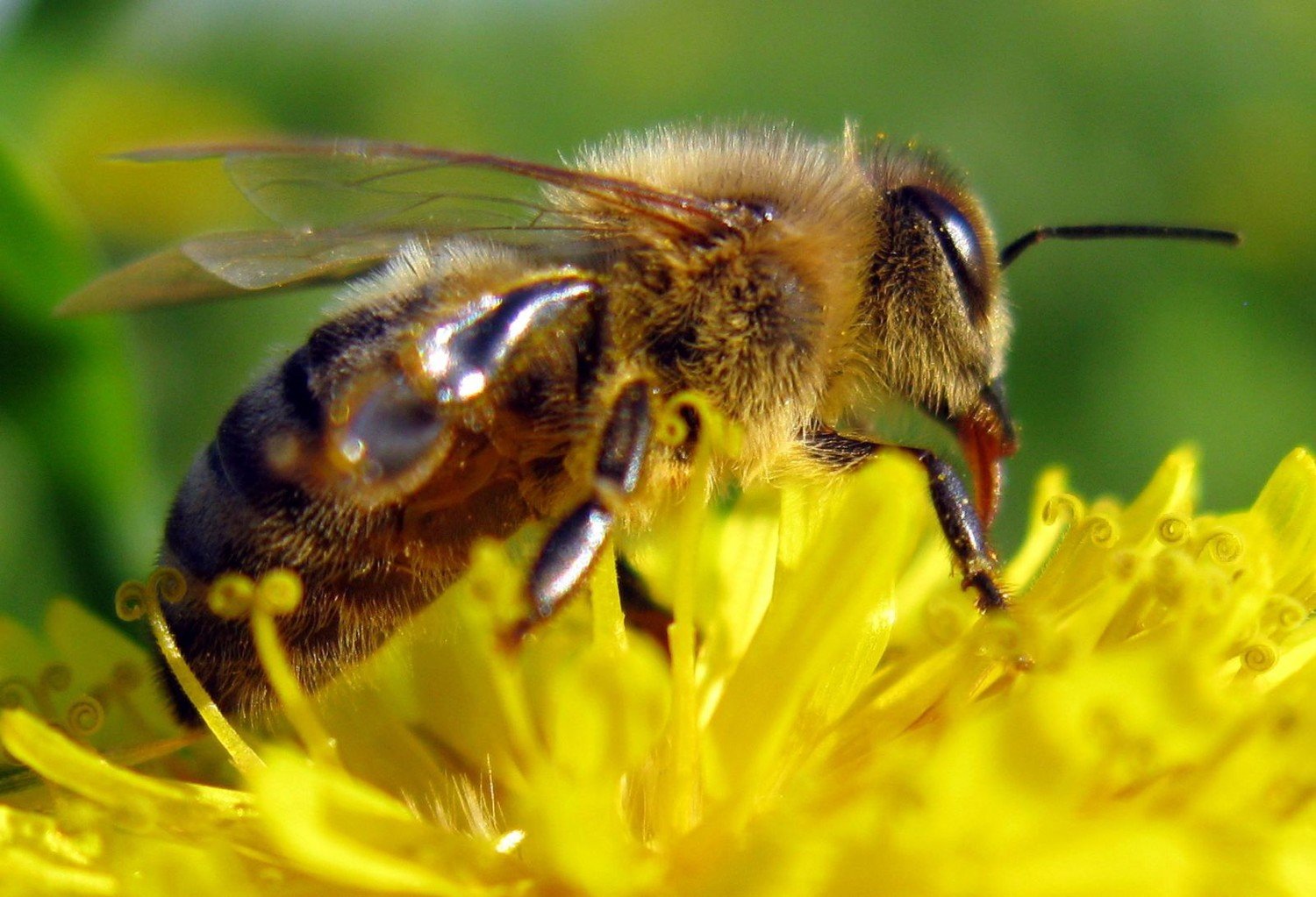 Памятливые пчелы