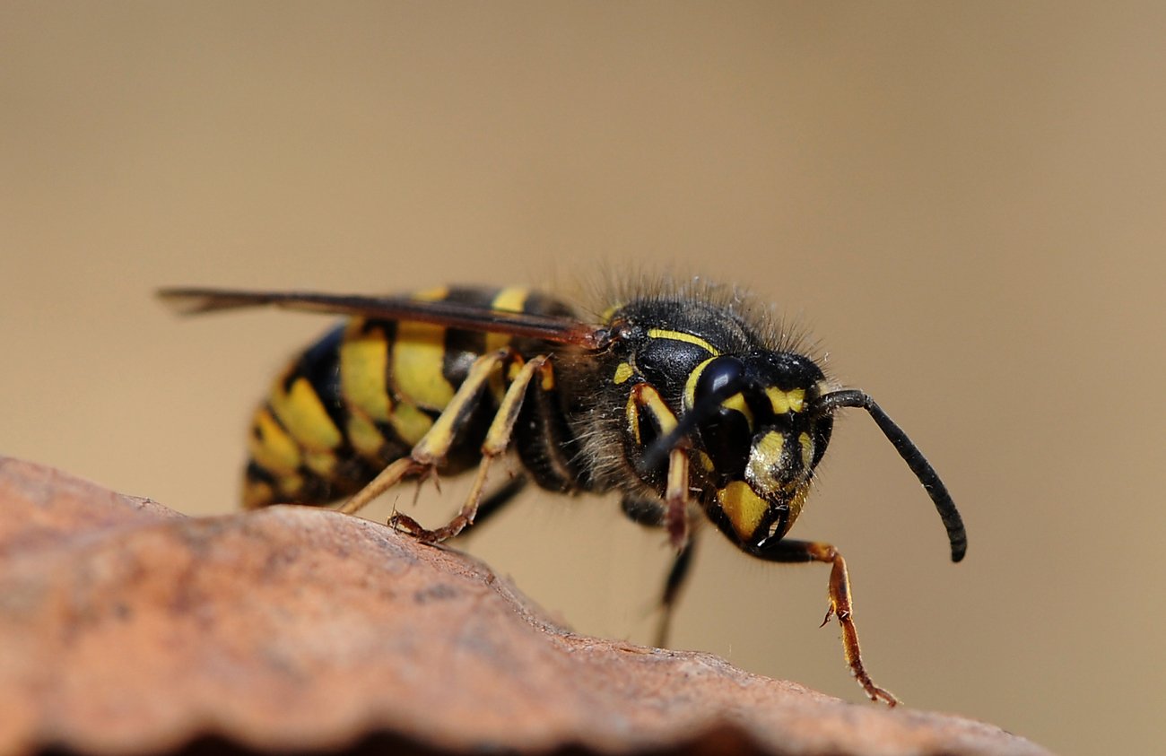 Фото осы и пчелы крупным планом