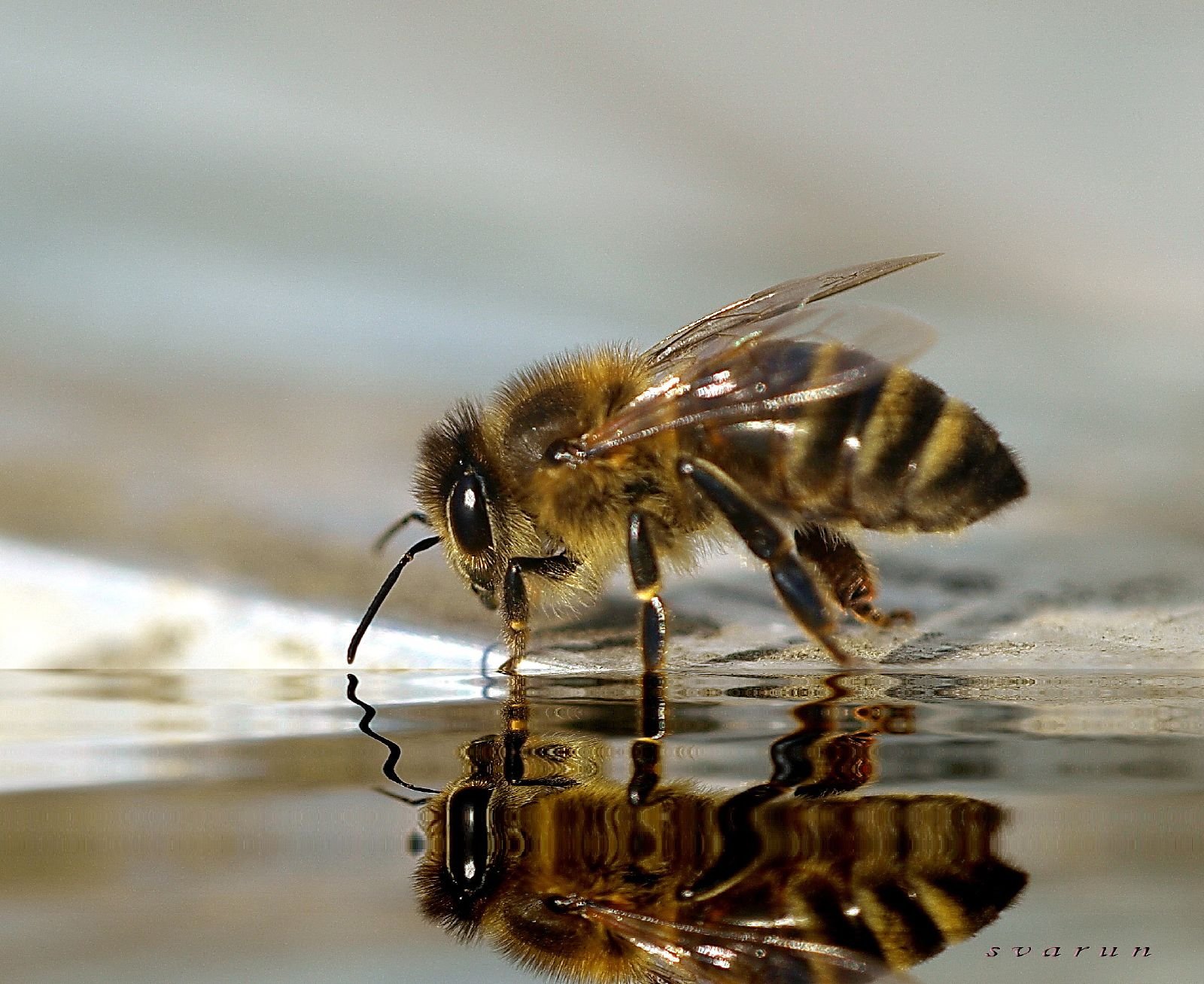 Пчелы пьют весенний
