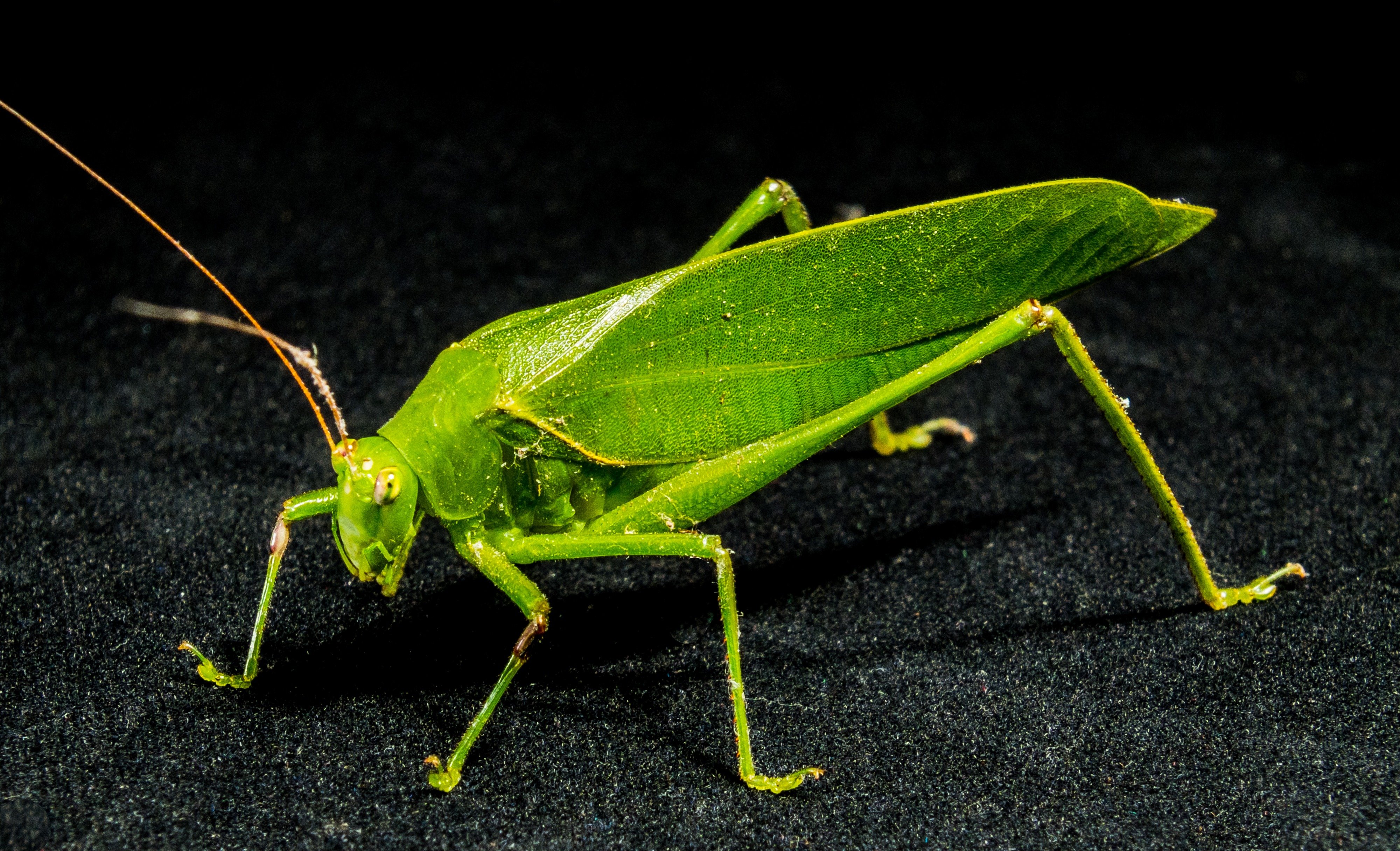 Саранча без метаморфоза. Кузнечик тетигония зеленый. Кузнечик Малокрыл. Grasshopper («кузнечик», 1946).. Кузнечик насекомое.