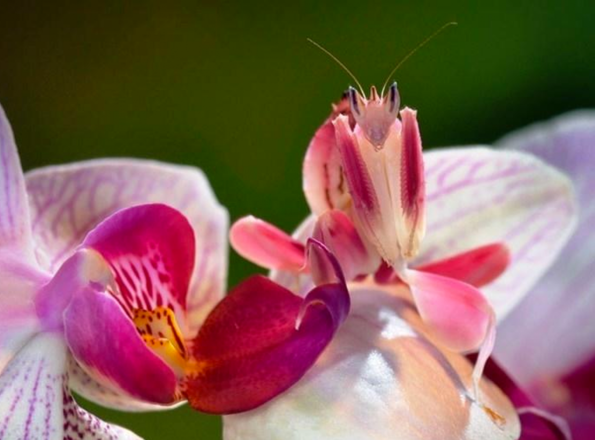 Малайзийский орхидный богомол