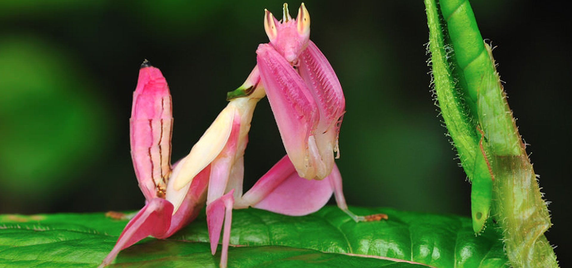 Виды насекомых в орхидеях. Розовый орхидейный богомол. Малайзийский орхидейный богомол. Богомол Hymenopus coronatus. Орхидейный богомол личинки.