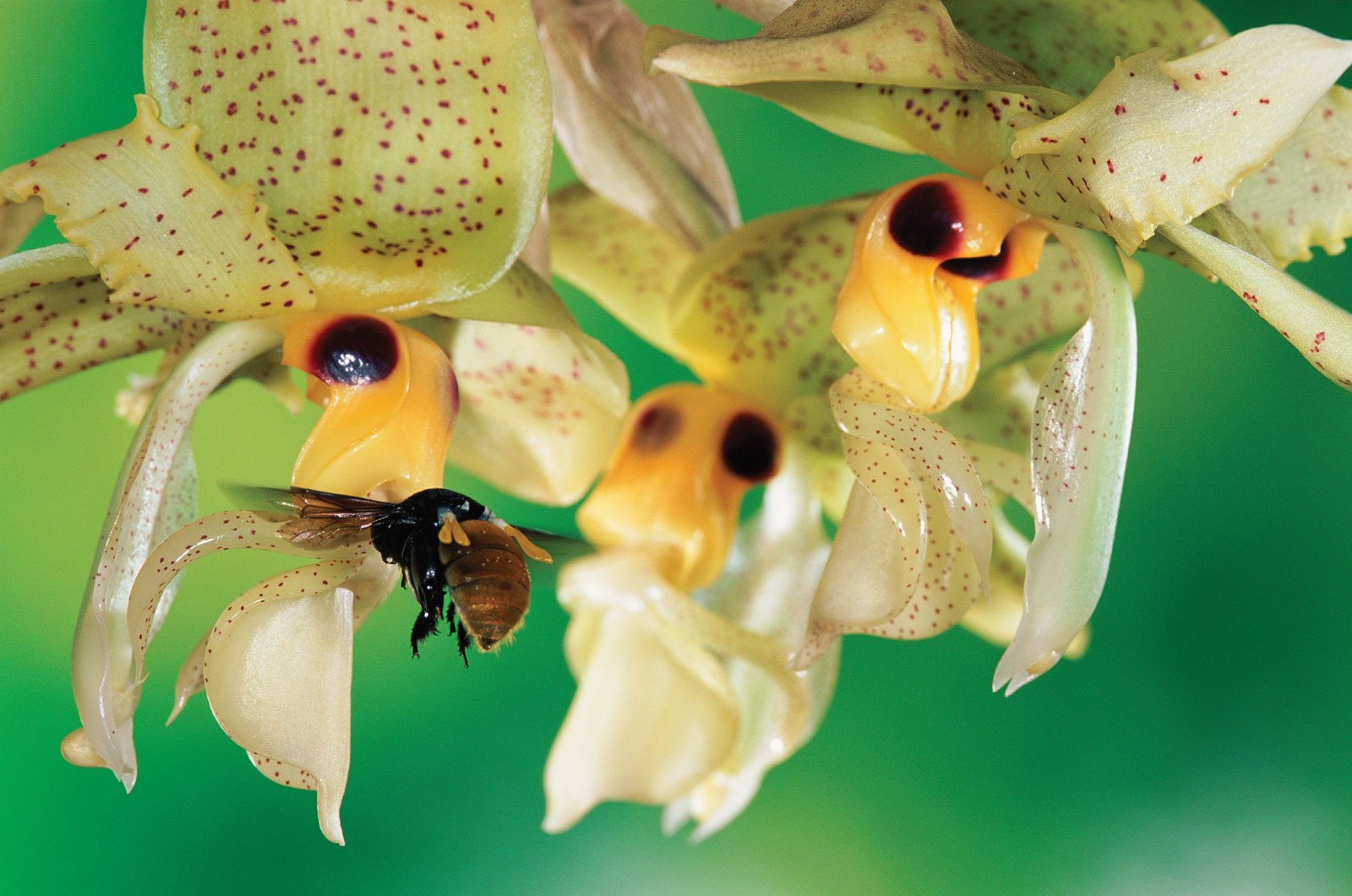 Привлекает опылителей. Орхидейный богомол. Фаленопсис Брион бабочка. Орхидея фаленопсис Брион. Орхидея фаленопсис Darwin.