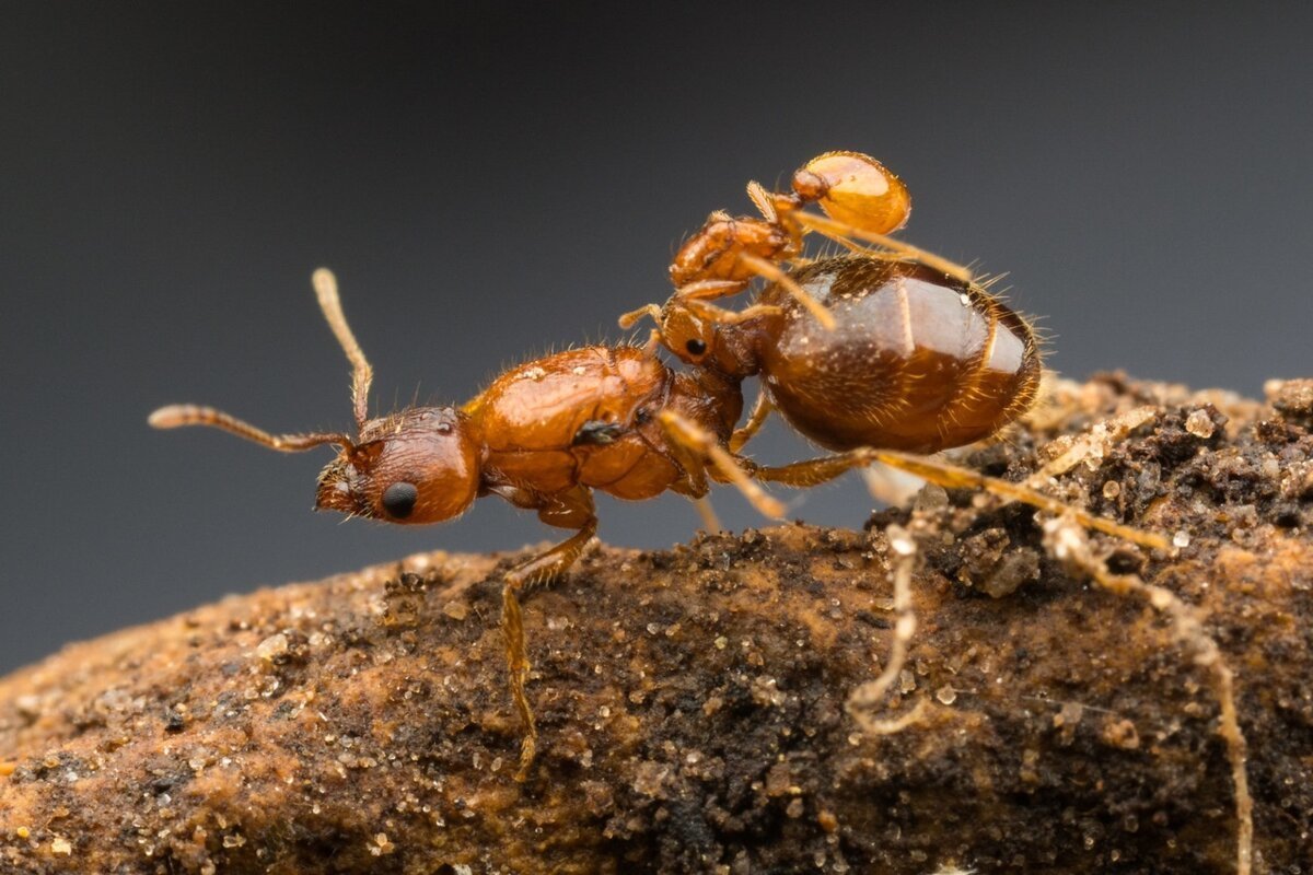 Муравейник рыжих лесных муравьев