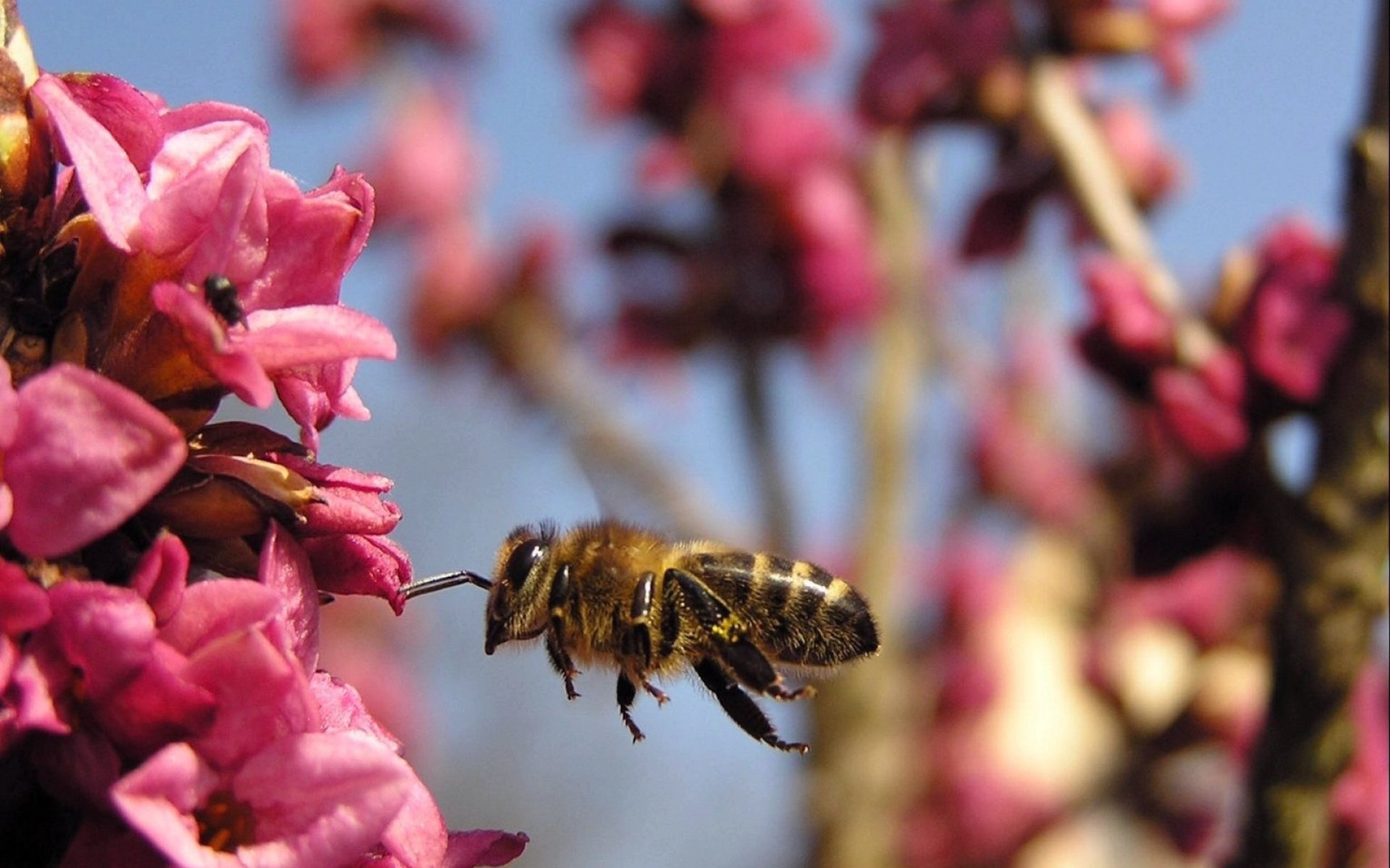Привлекает опылителей. Насекомые опылители пчела. Пчелы опыляют растения. Шмель медоносный. Пчела опыляет.