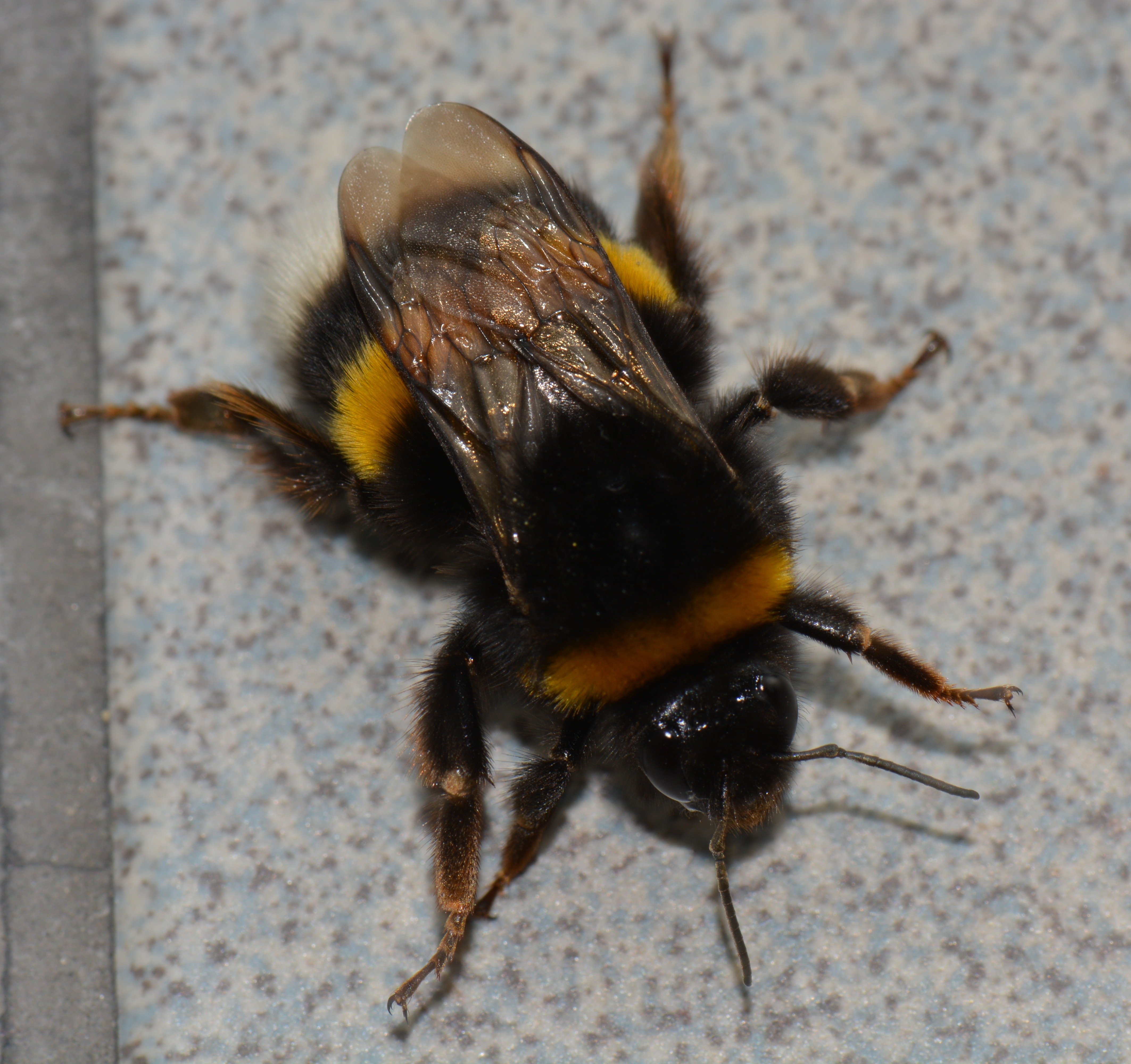 Насекомые похожие на пчел. Шмель пчела Оса Шершень. Шмель полевой. Bombus patagiatus. Шмель патагиатус.