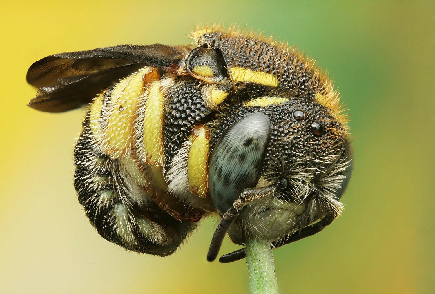 Полосатые пчелы. Xylocopa caerulea - пчела. Перепончатокрылые Шмель. Шафранный Шмель. Шмель трубач.