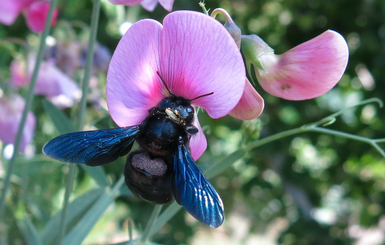 Пчела-плотник фиолетовая Xylocopa violacea l.