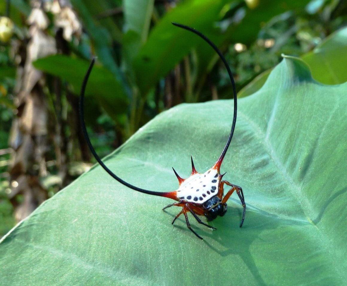 Жуткие насекомые Австралии - 95 фото