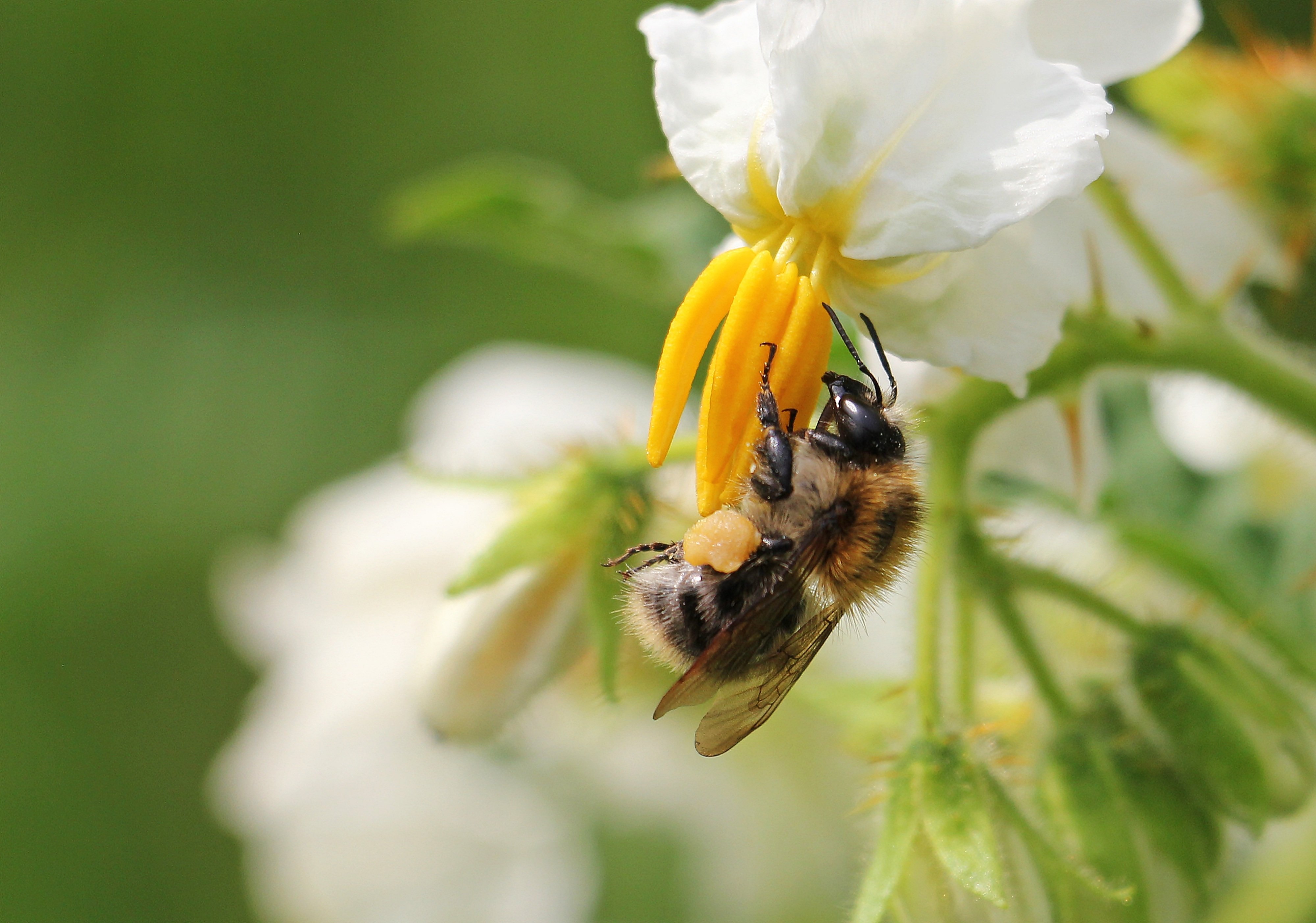 Югана опылители. Насекомые опылители. Пчела опыляет. Опылители растений. Цветы опыляемые насекомыми.