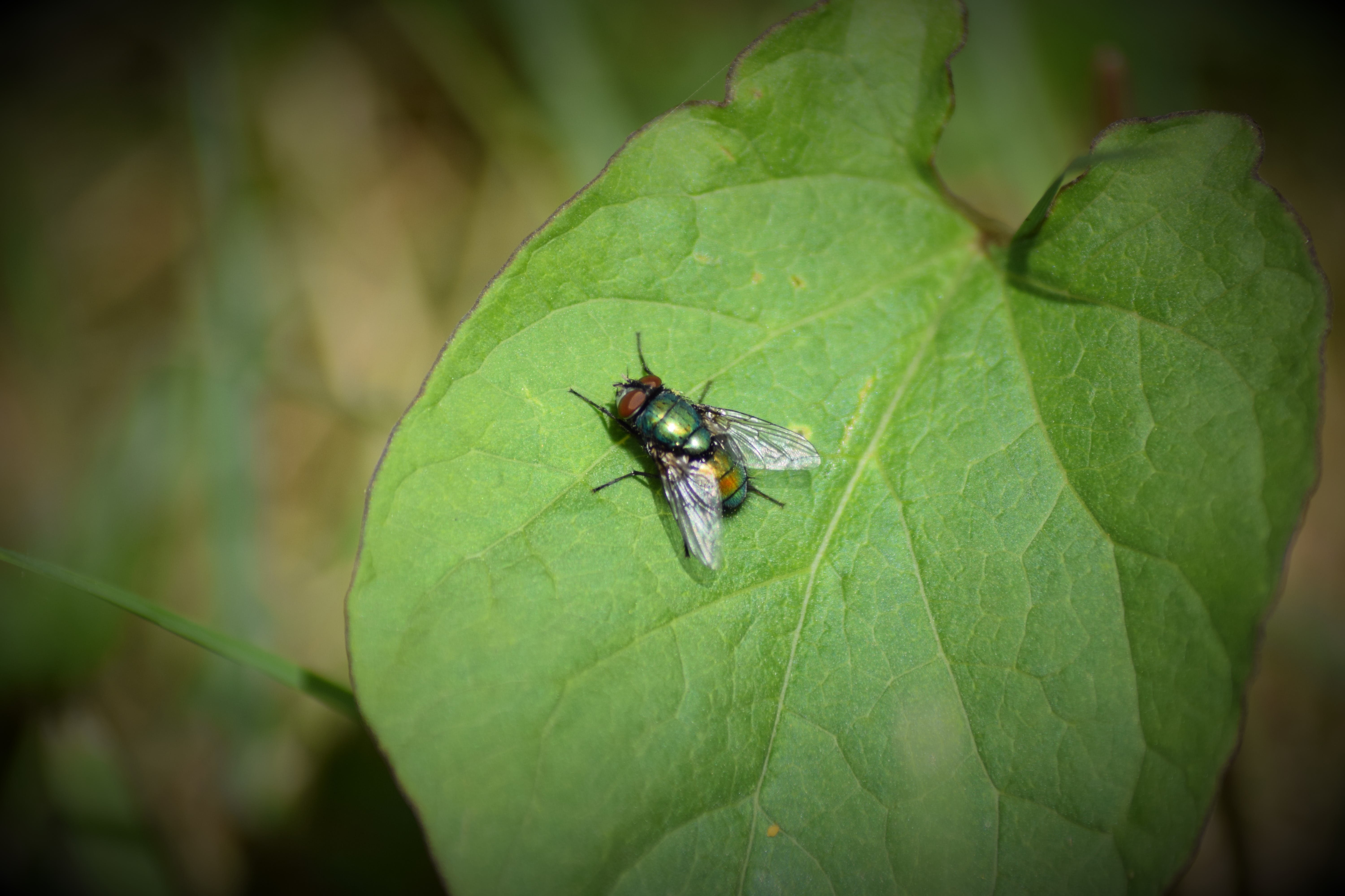 Ералаш зеленых муха