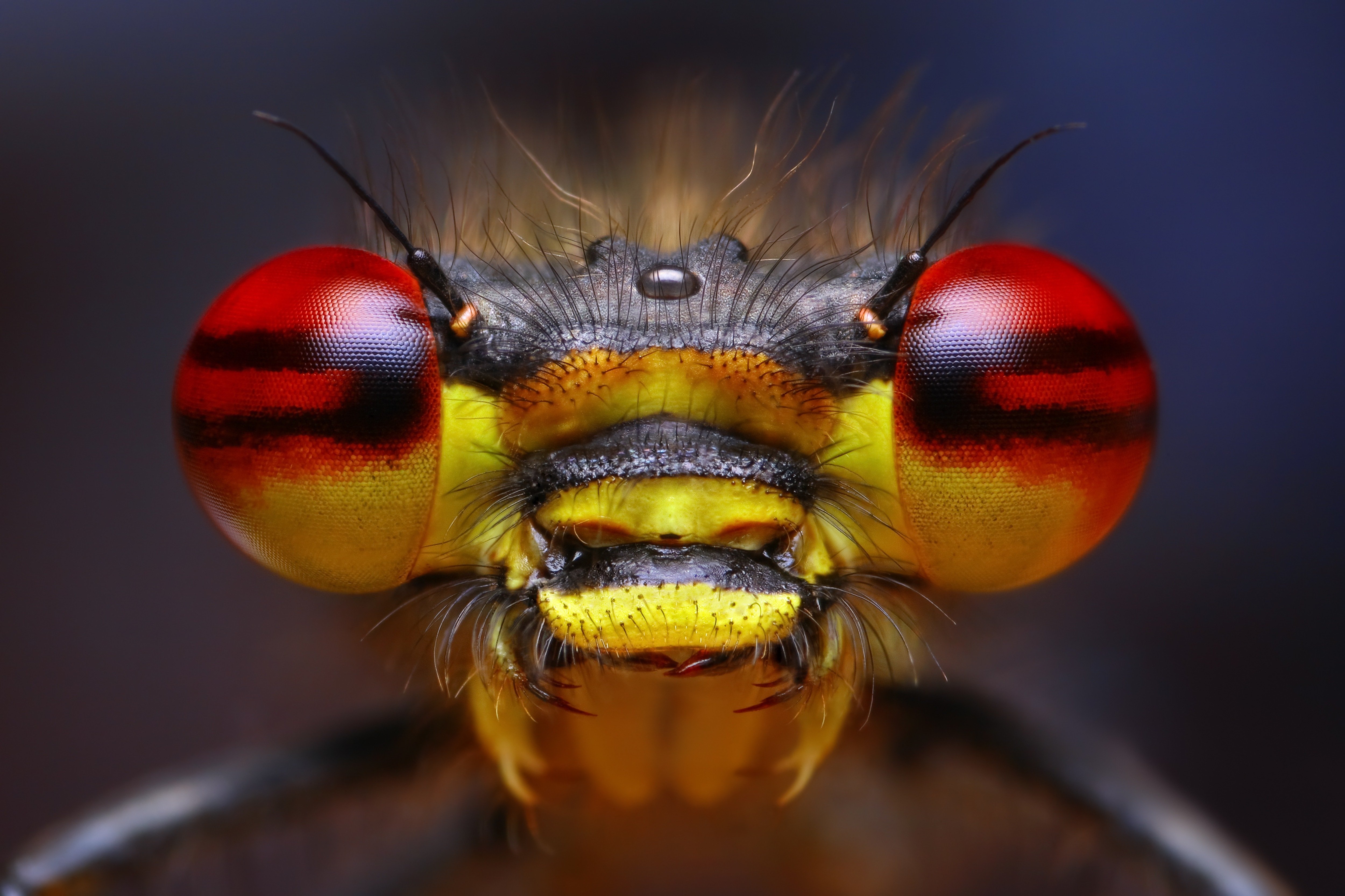 Глаза насекомых имеют. Фасеточные глаза у Жуков. Насекомые макро. Макросъемка насекомых. Глаза Стрекозы.