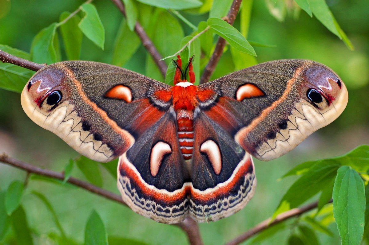 Бабочка Павлиноглазка цекропия