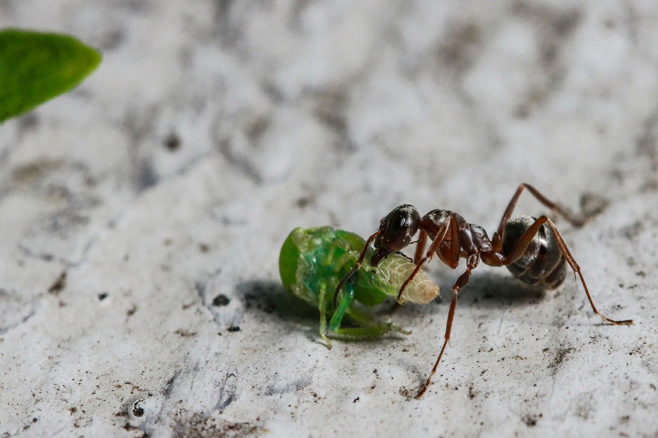 Сонник муравьи много. Летучие муравьи. Муравьи в природе. Маленькие муравьи. Самый маленький муравей.