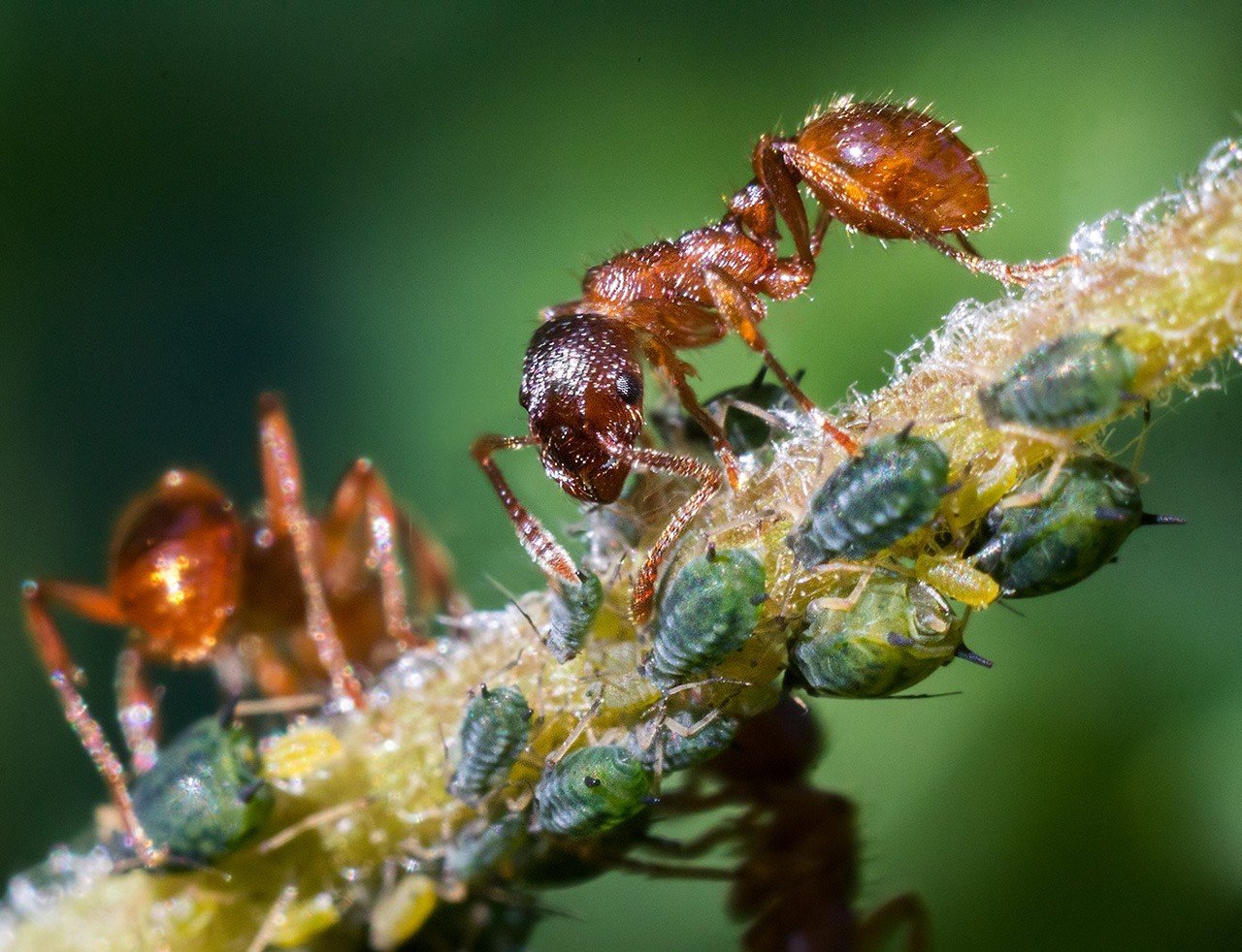 Тля рыжий муравей тип биотических отношений. Муравьи пастухи и тля. Тля и муравьи. Муравьи пасут тлю. Муравей мономориум.
