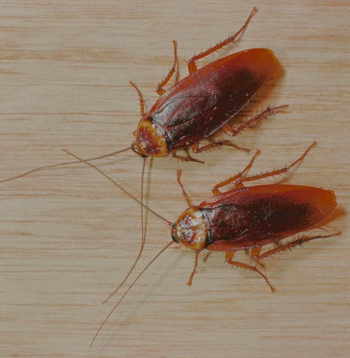 Почему тараканы черные и рыжие