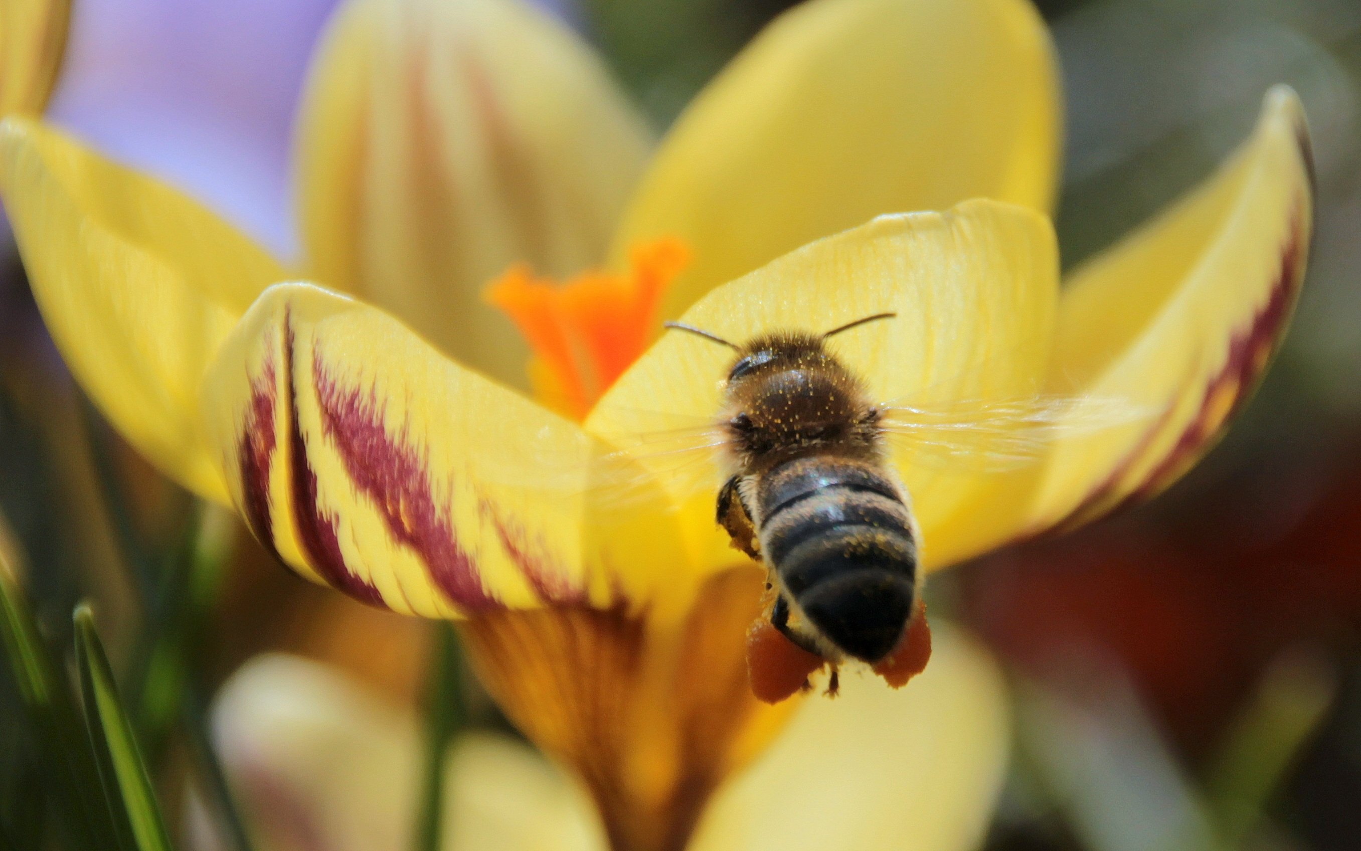 Пчелиный нектар. Пчелки на цветах. Пчелка собирает нектар. Пчела на цветке. Пчела с нектаром.