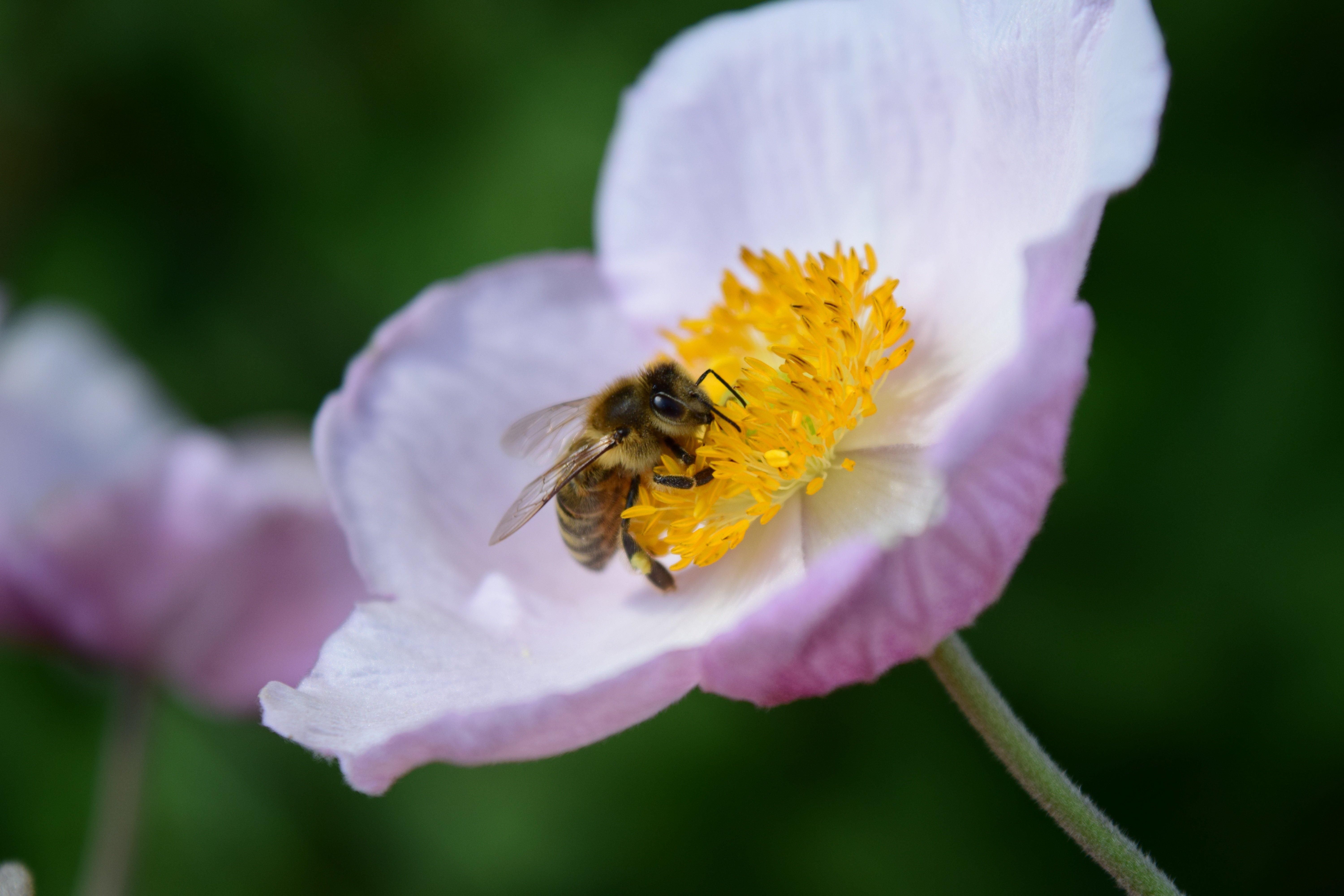 Цветки имеют нектарники. Ветреница Лесная с пчелой. Пчела на цветке. Нектар цветка. Пыльца на цветке.