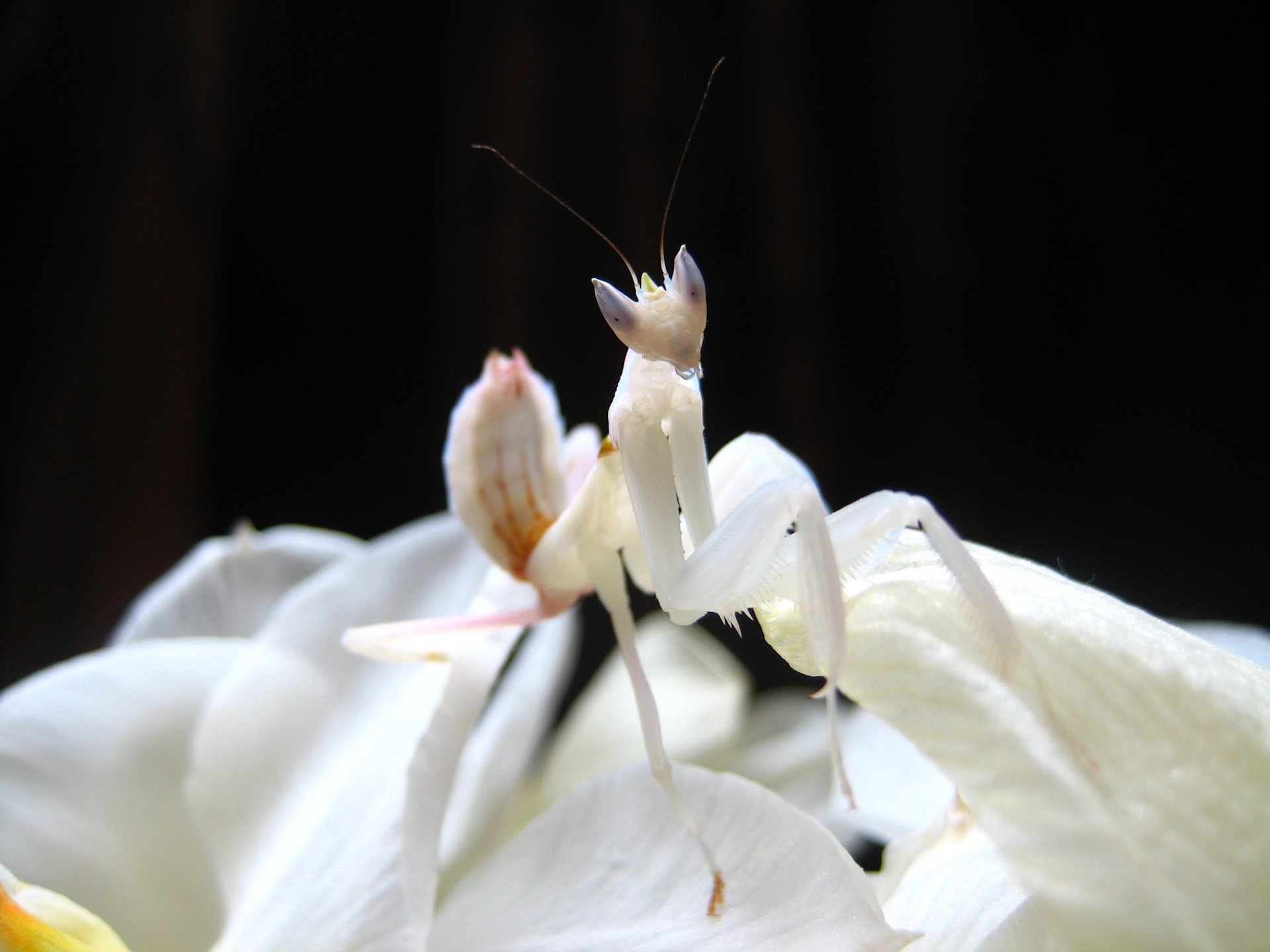 Живой богомол. Богомол орхидейный белый. Орхидейный богомол цветок дьявола. Малазийский орхидейный богомол. Самка орхидейного богомола.