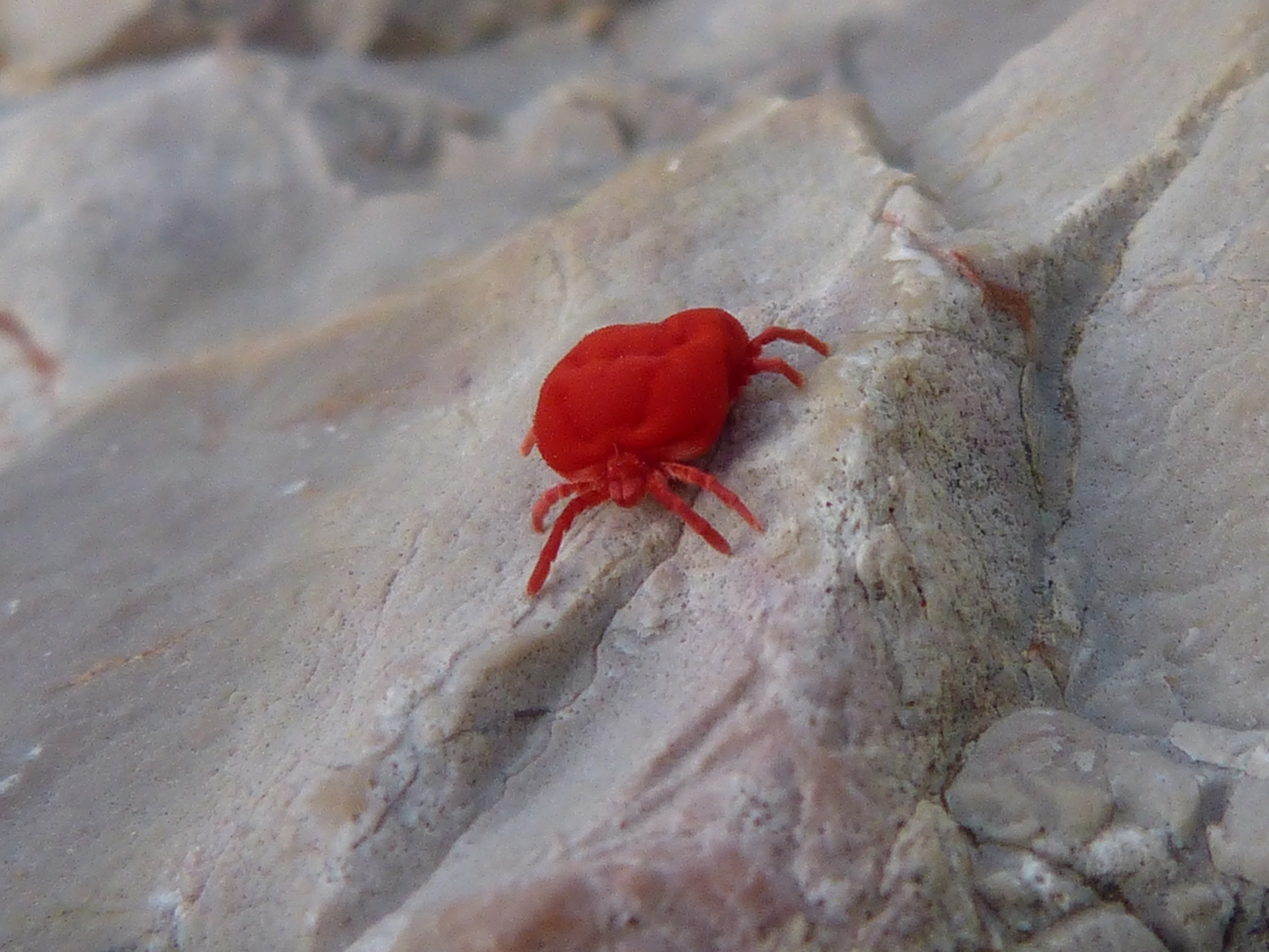 Жук краб. Маленькие красные насекомые. Красный жучок. Мелкие красные жучки. Маленький красный жучок.