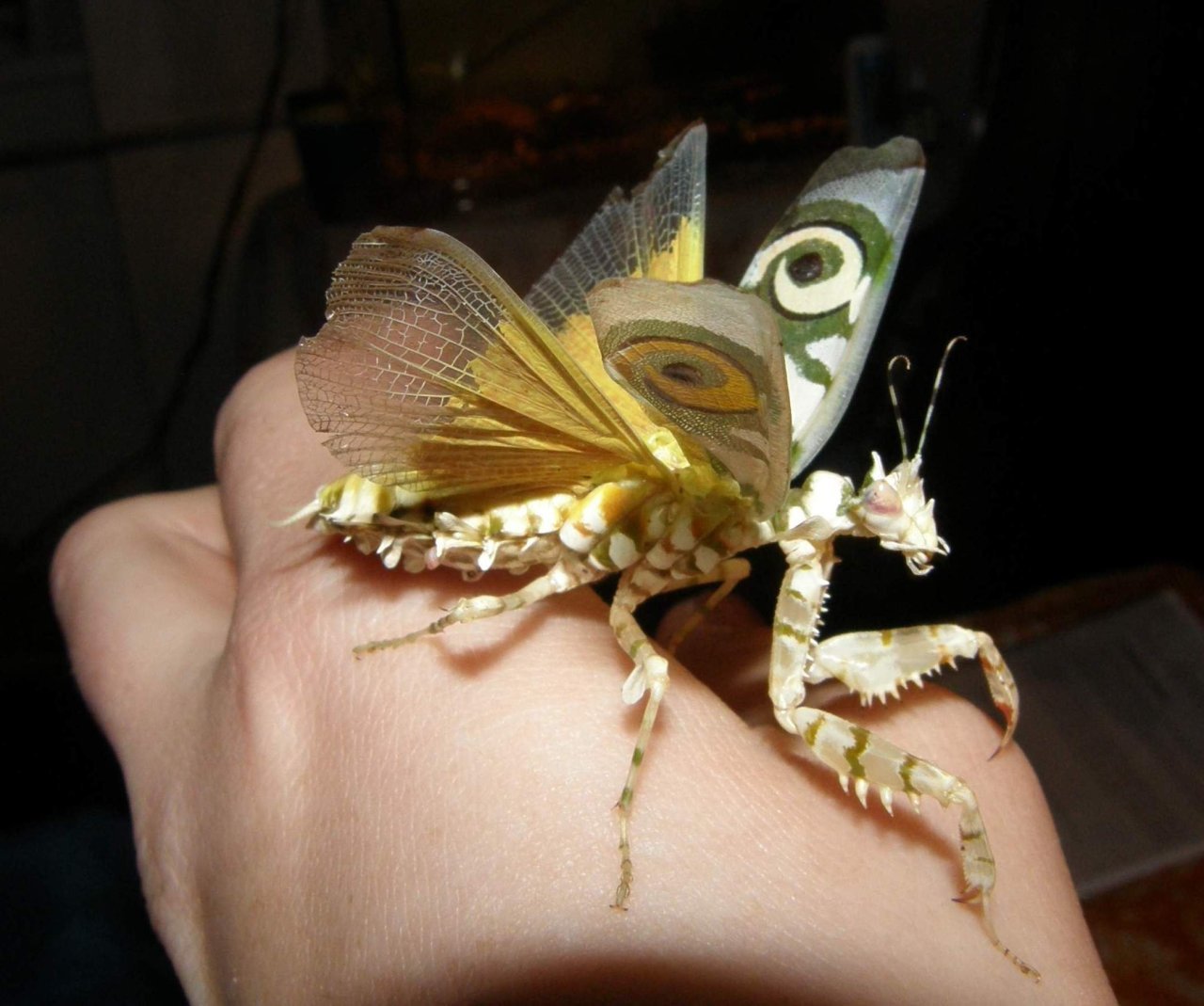 Богомол бабочка. Pseudocreobotra wahlbergi. Богомол Pseudocreobotra wahlbergi. Малазийский листовидный богомол. Spiny Flower Mantis (Pseudocreobotra wahlbergii).