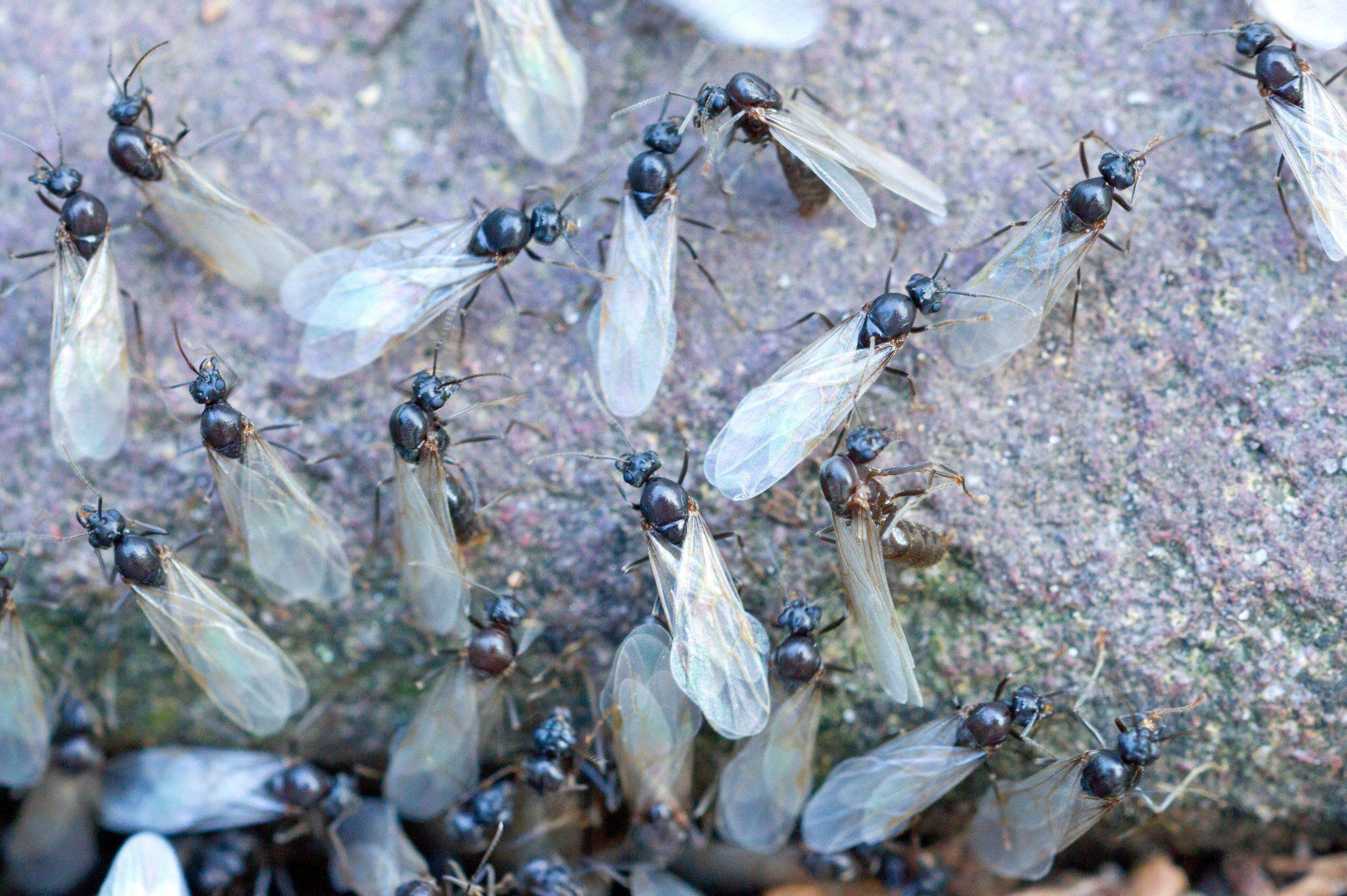 Крылатых муравьев. Муравьи с крыльями. Крылатые муравьи на муравейнике. Матка муравья с крыльями. Муравьи с крылышками.