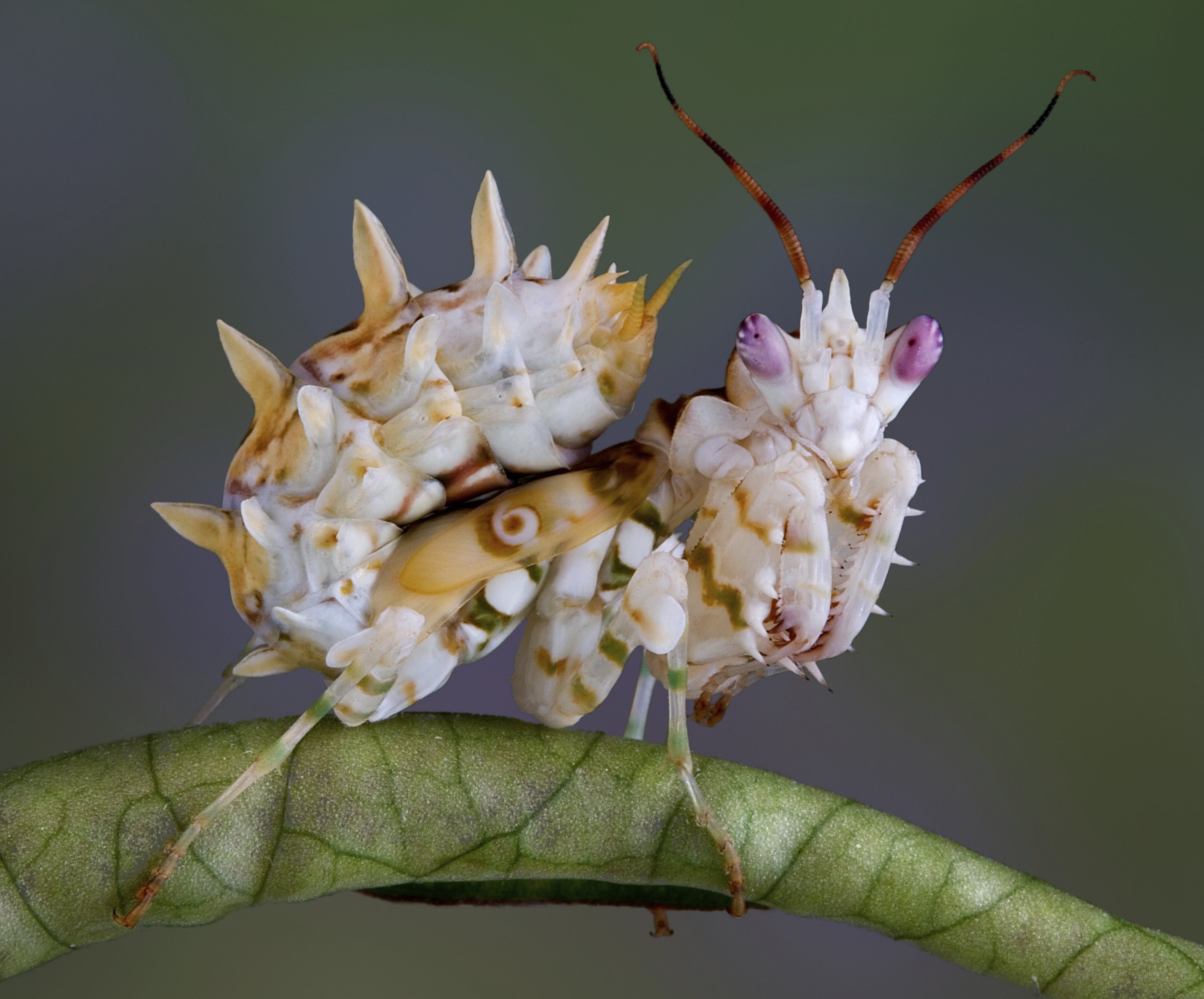 Цветок богомол. Богомол Pseudocreobotra wahlbergii. Малазийский орхидейный богомол. Малазийский богомол-Щитоносец. ШИПАСТЫЙ орхидейный богомол.