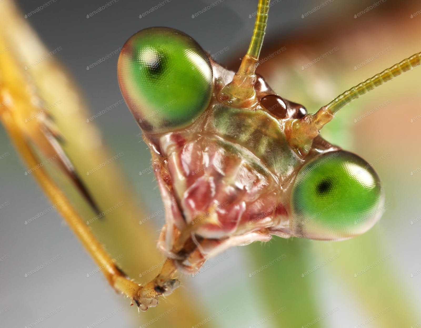 Глаза богомола. Богомол обыкновенный (Mantis religiosa). Личинка богомола обыкновенного. Обыкновенный богомол среда обитания. Глаза богомола строение.