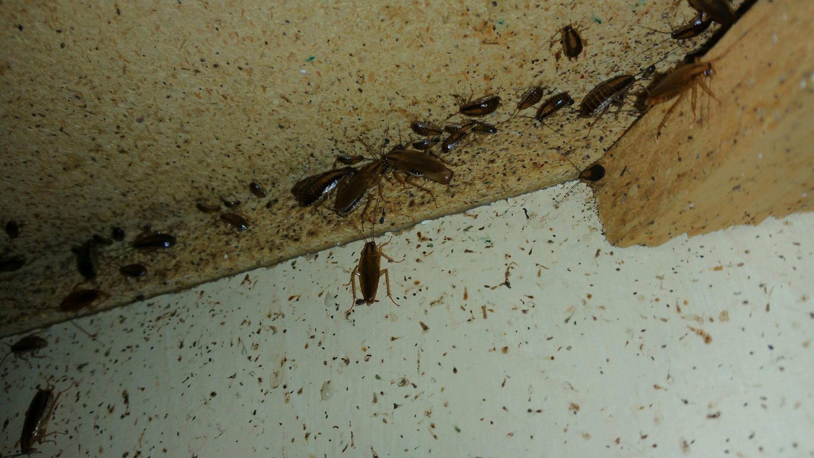 Тараканы в высотном доме